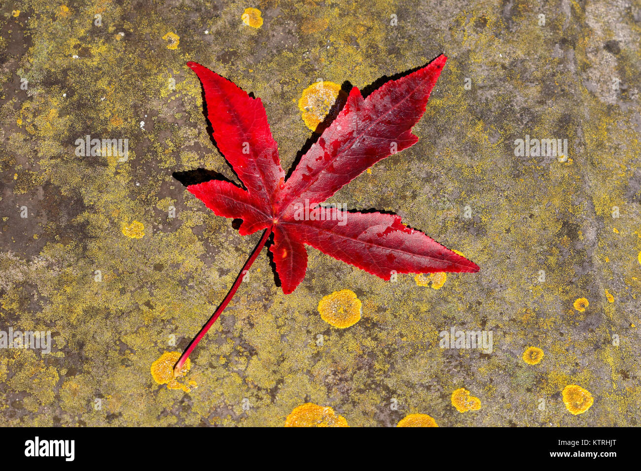 Oriental ciliegio anta su un Lichen coperto della lastra di pietra, Autunno Foto Stock
