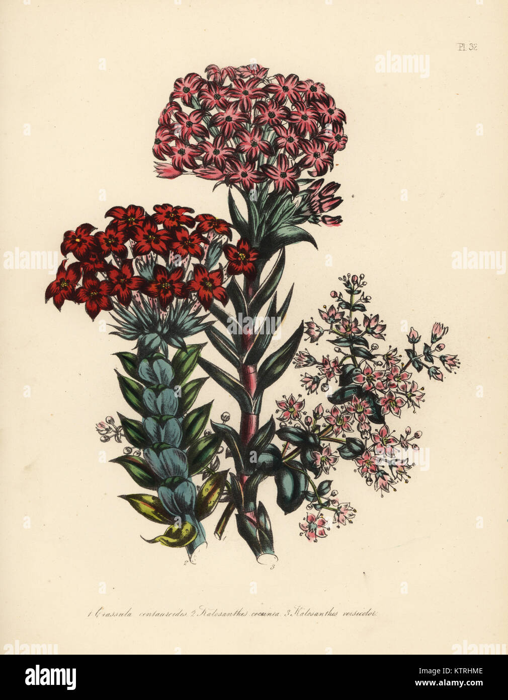 Centaury-simili, crassula Crassula centauroides, scarlet kalosanthes, Kalosanthes coccinea, e rosso e bianco, kalosanthes Kalosanthes versicolor. Handfinished chromolithograph da Henry Noel Humphreys dopo una illustrazione di Jane Loudon dalla sig.ra Jane Loudon il Signore Flower Garden o ornamentali piante in serra, William S. Orr, Londra, 1849. Foto Stock