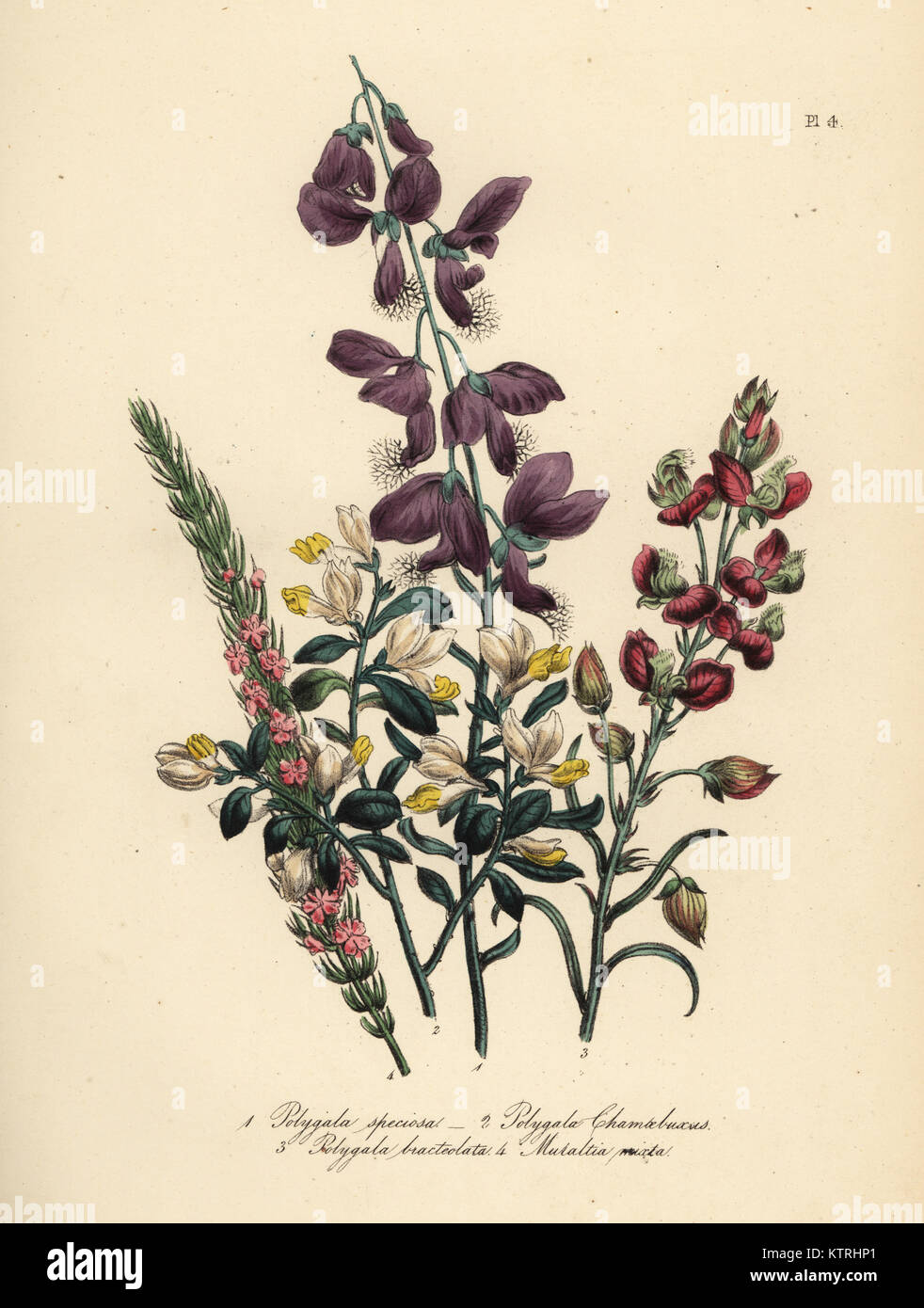 Appariscente, polygala Polygala speciosa, in box-lasciava milkwort, Polygala chamaebuxus, grandi bracted milkwort, Polygala bracteola, e heath-lasciava milkwort, Muraltia mixta. Handfinished chromolithograph da Noel Humphreys dopo una illustrazione di Jane Loudon dalla sig.ra Jane Loudon il Signore Flower Garden o ornamentali piante in serra, William S. Orr, Londra, 1849. Foto Stock