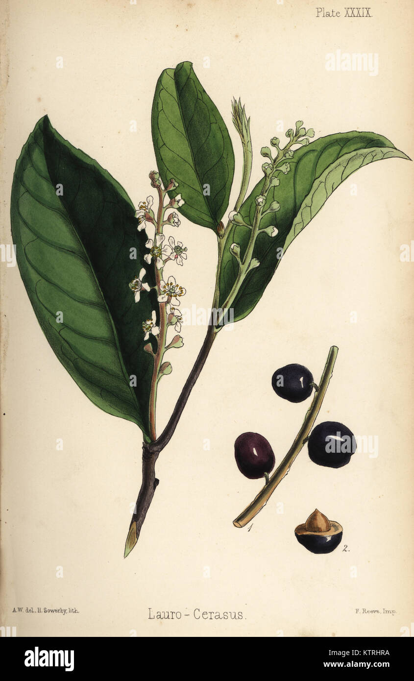 Cherry laurel, Prunus laurocerasus (Lauro-cerasus). Litografia Handcolored da Henry Sowerby dopo una illustrazione da A.W. da Edward Hamilton della Flora Homeopathica, Bailliere, Londra, 1852. Foto Stock
