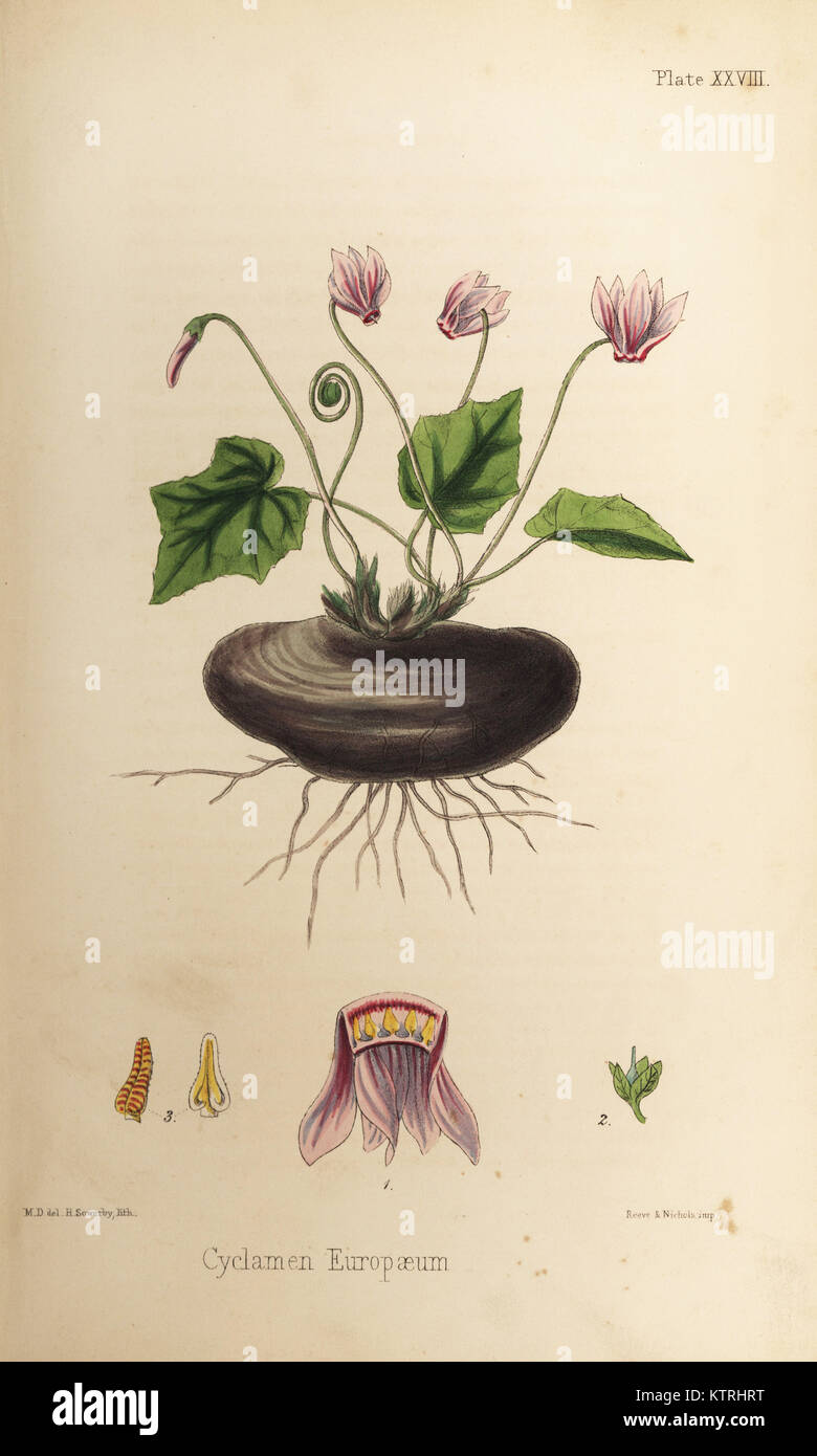 Sow-pane, ciclamino purpurascens (Ciclamino europaeum). Litografia Handcolored da Henry Sowerby dopo una illustrazione di M.D. da Edward Hamilton della Flora Homeopathica, Bailliere, Londra, 1852. Foto Stock