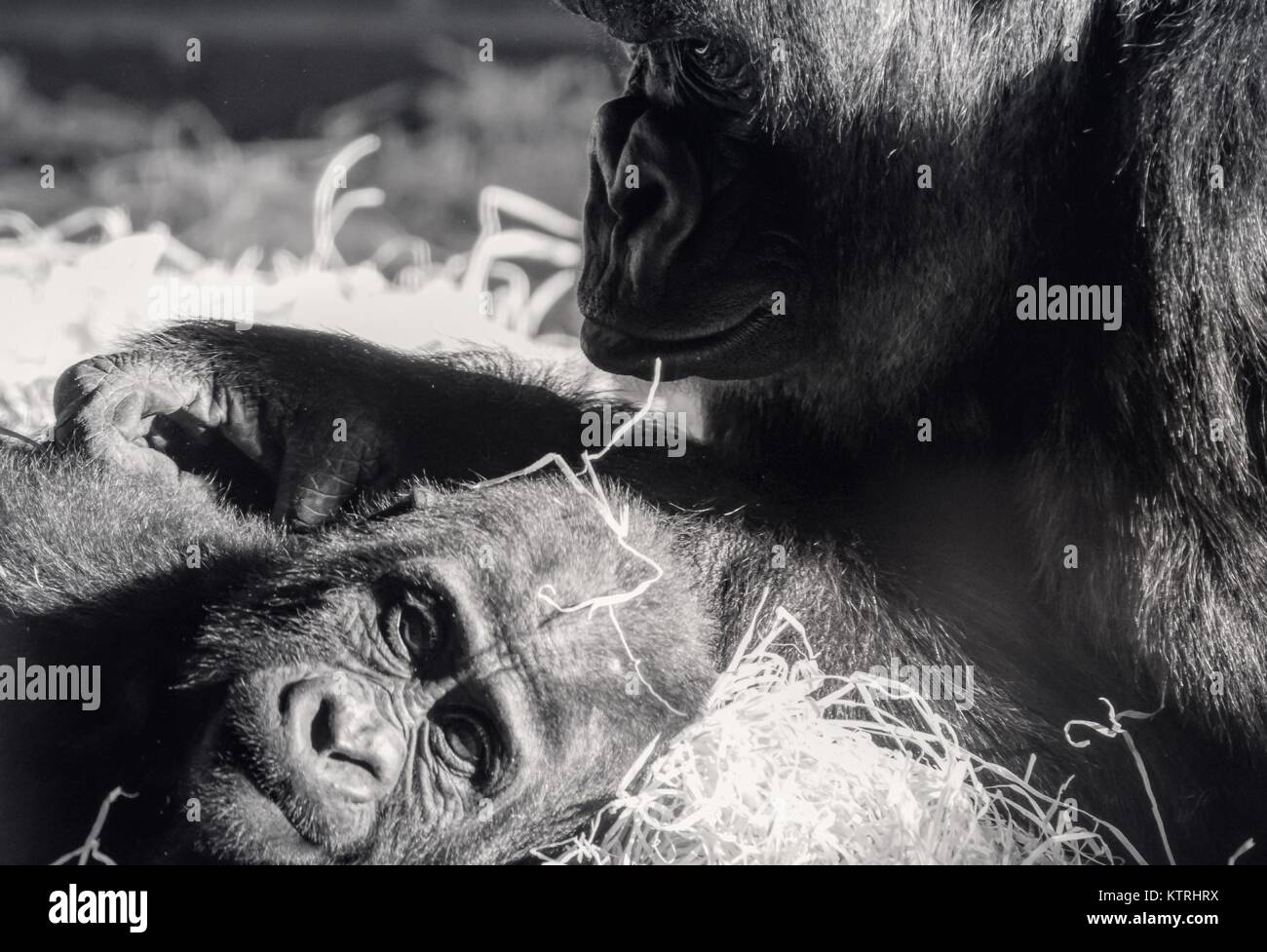 Gorillas occidentali della pianura Foto Stock