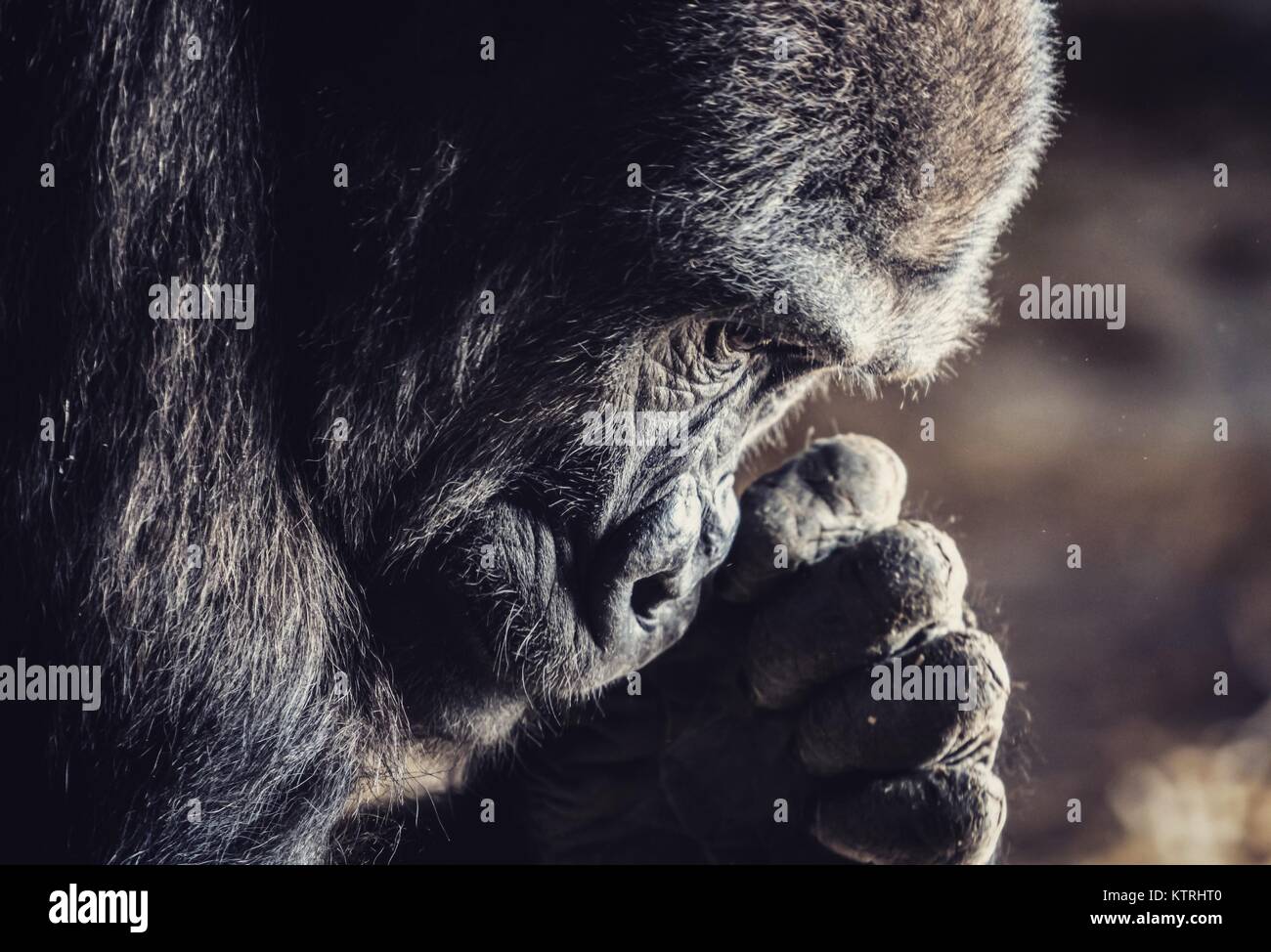 Gorillas occidentali della pianura Foto Stock