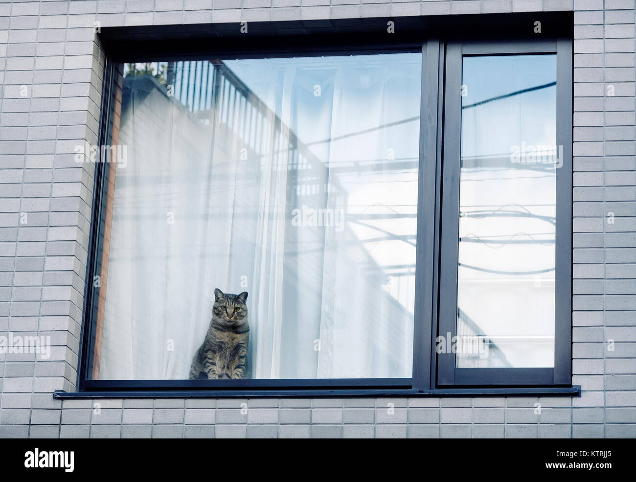 Gatto seduto su un davanzale di una palazzina di appartamenti Foto Stock