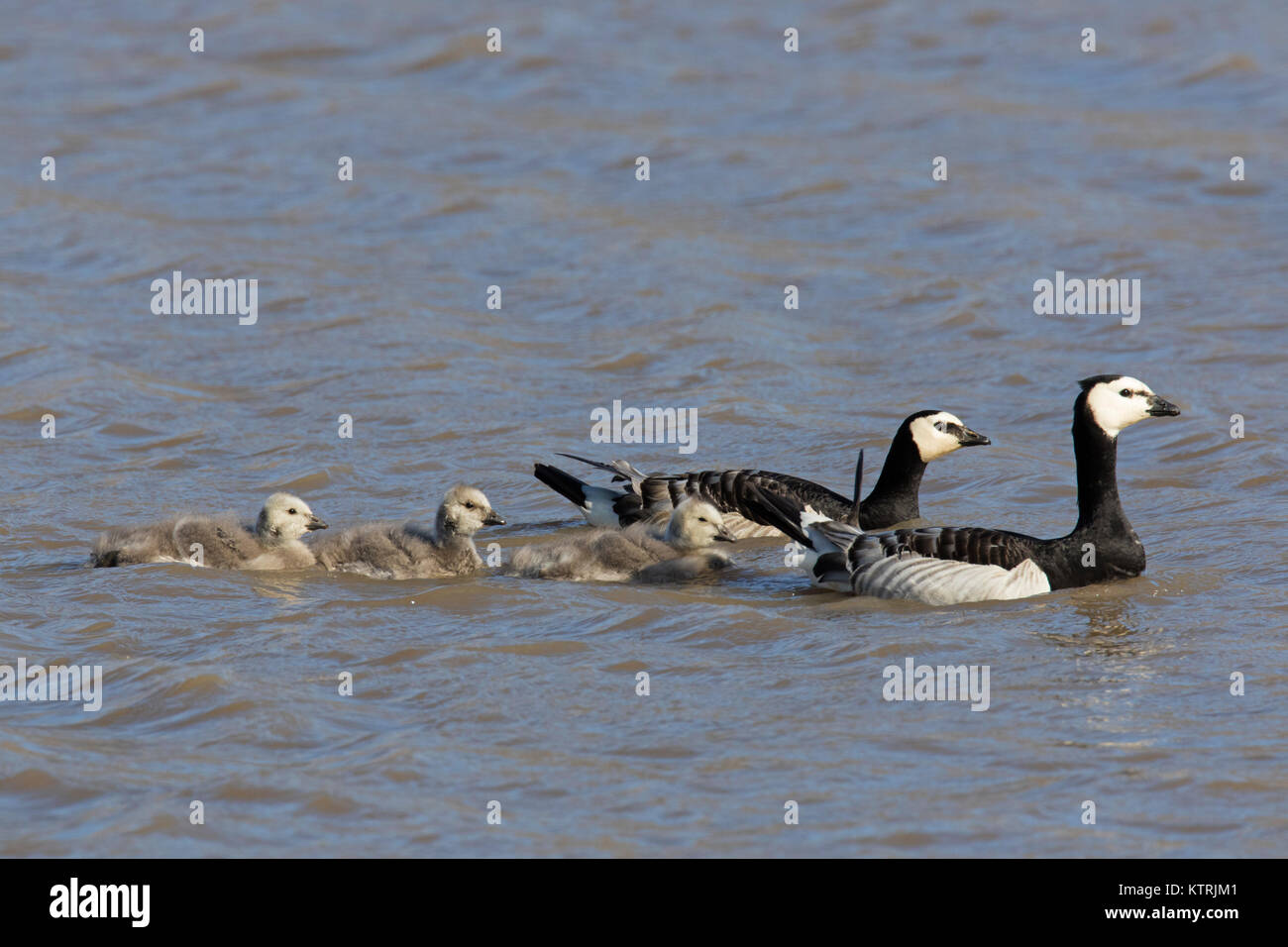 Barnacle goose (Branta leucopsis) coppia con goslings nuotare nel lago in estate Foto Stock