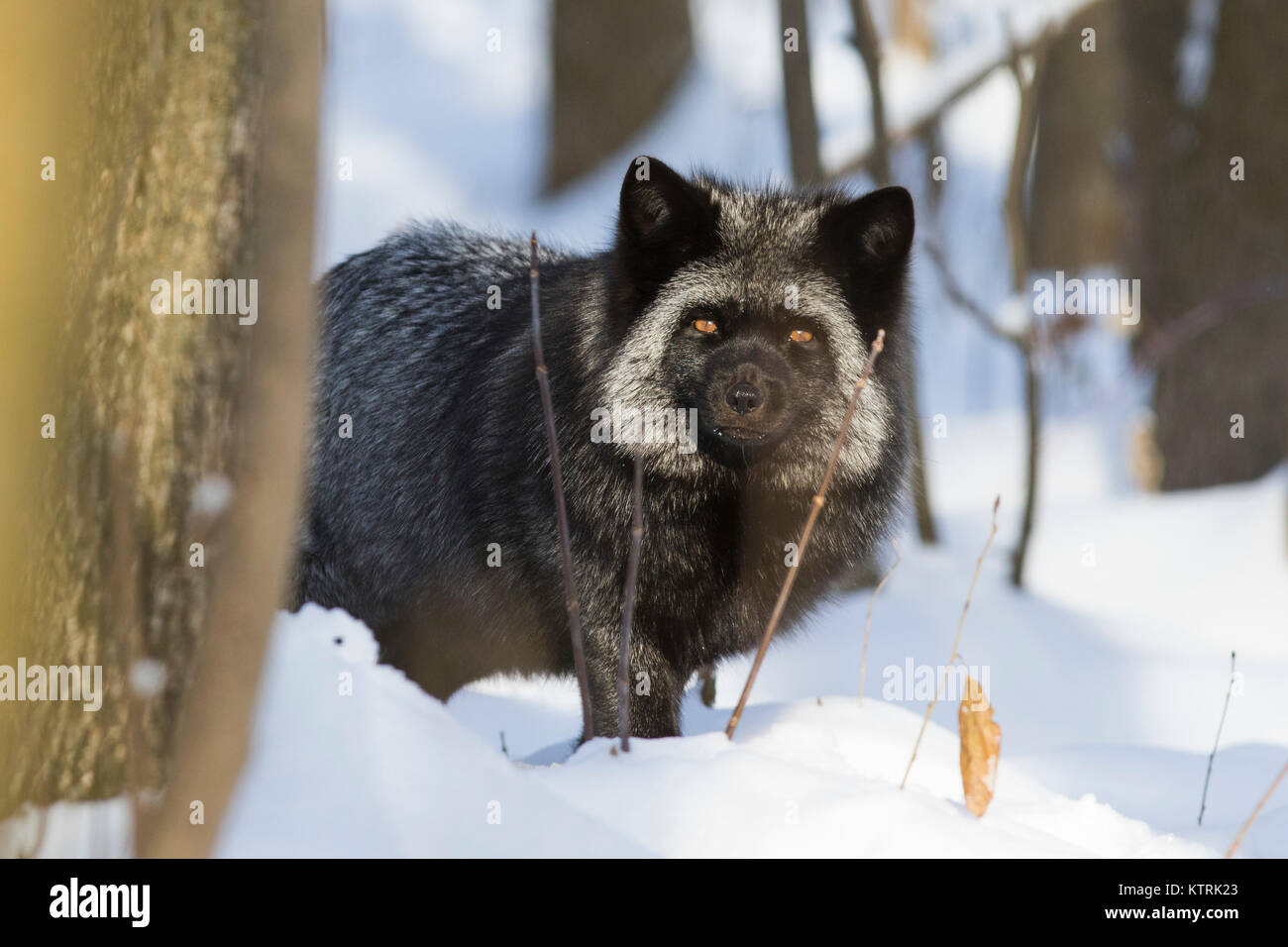 Nero argento fox, melanistic forma di Red Fox (Vulpes vulpes vulpes) in inverno Foto Stock