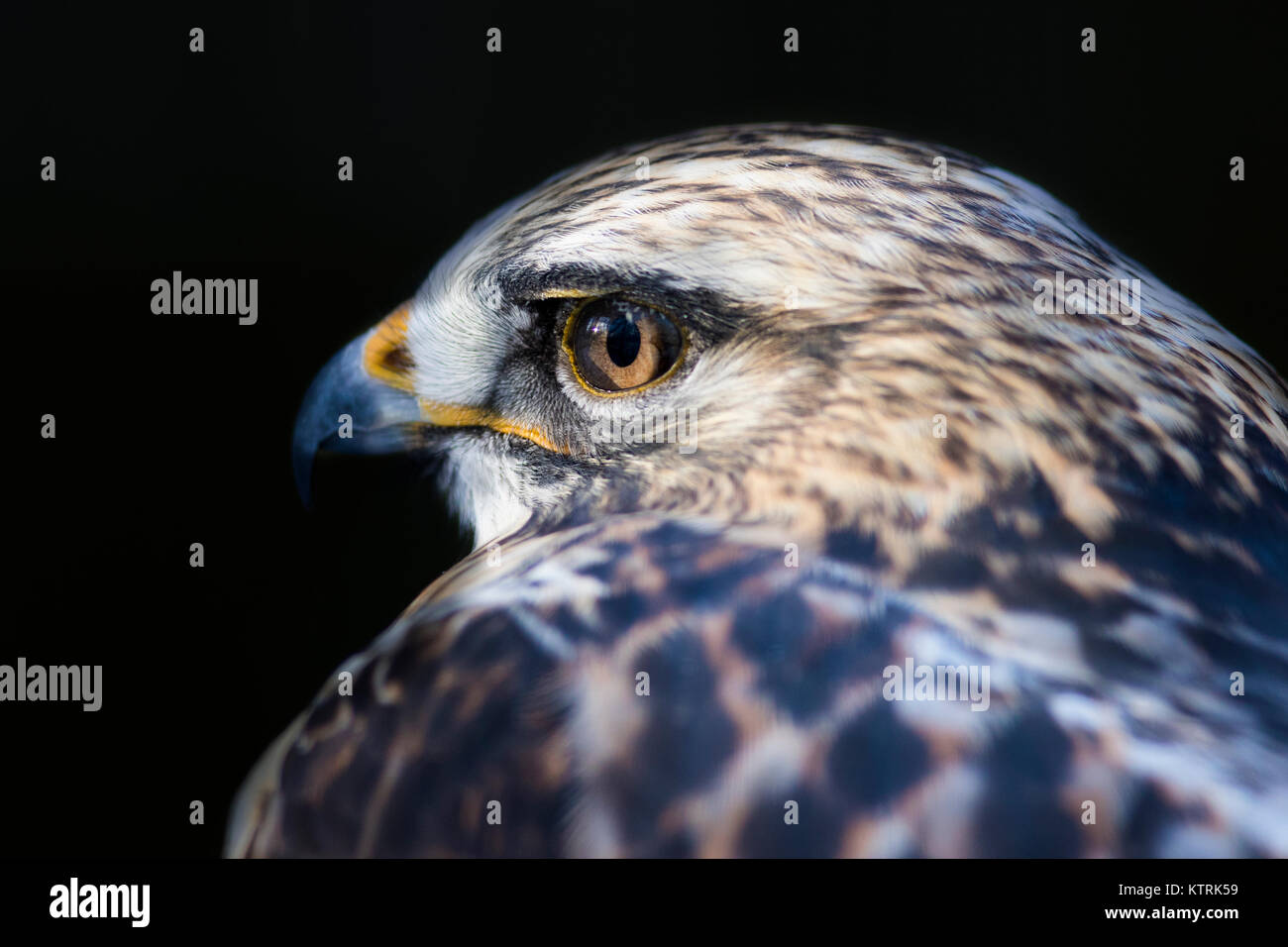 Rough-zampe poiana (Buteo lagopus) ritratto Foto Stock