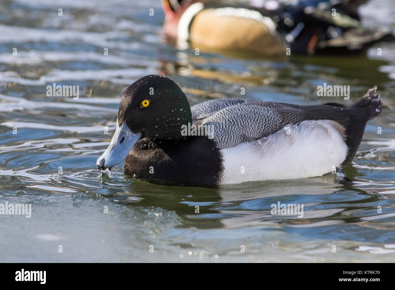 Anello di colli di anatra (Aythya collaris) in inverno Foto Stock