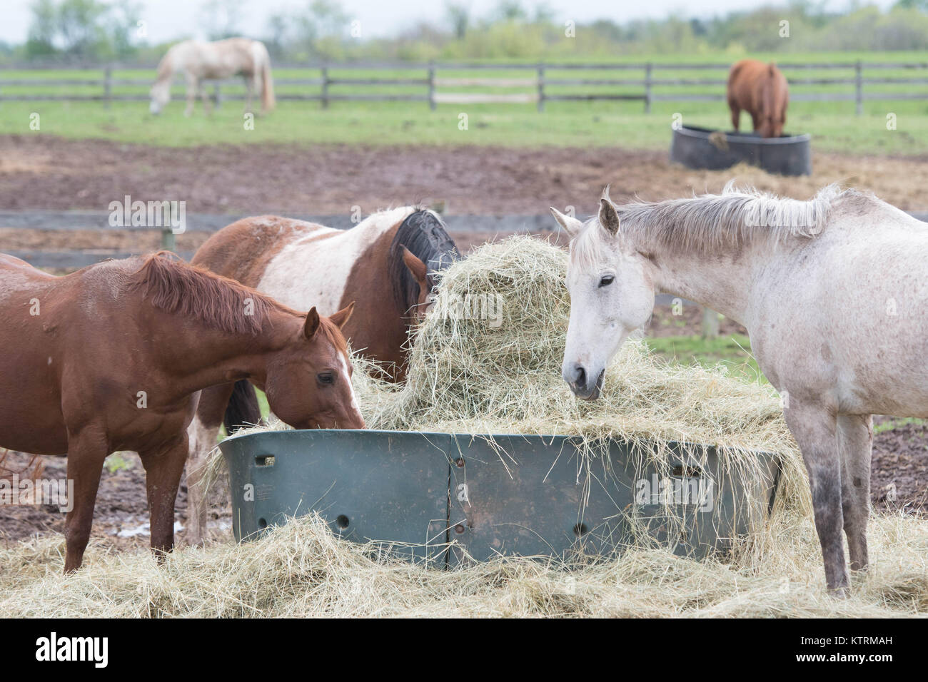 I cavalli si radunano per un pasto a Breezy colline stabile. Foto Stock