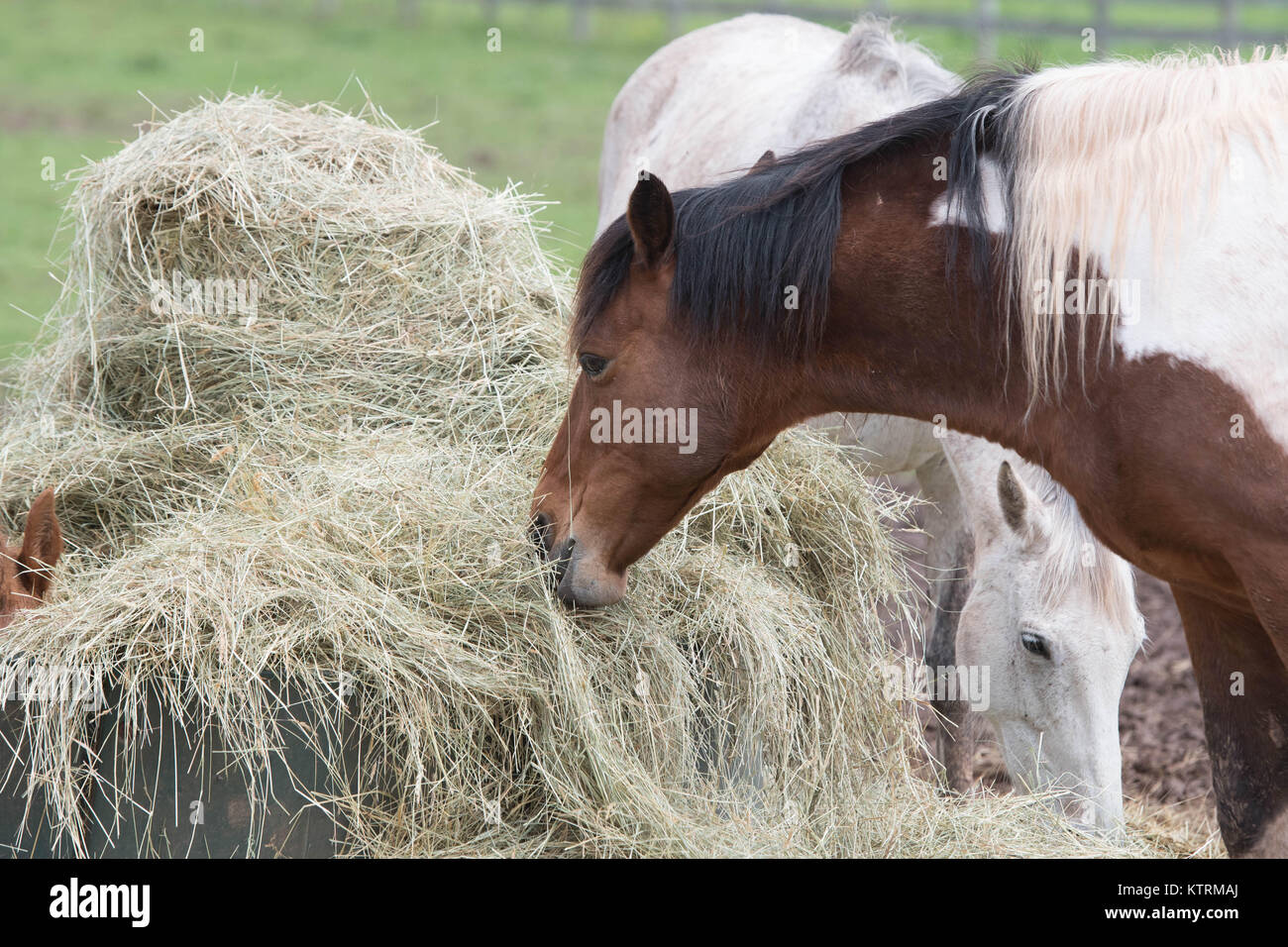 I cavalli si radunano per un pasto a Breezy colline stabile. Foto Stock