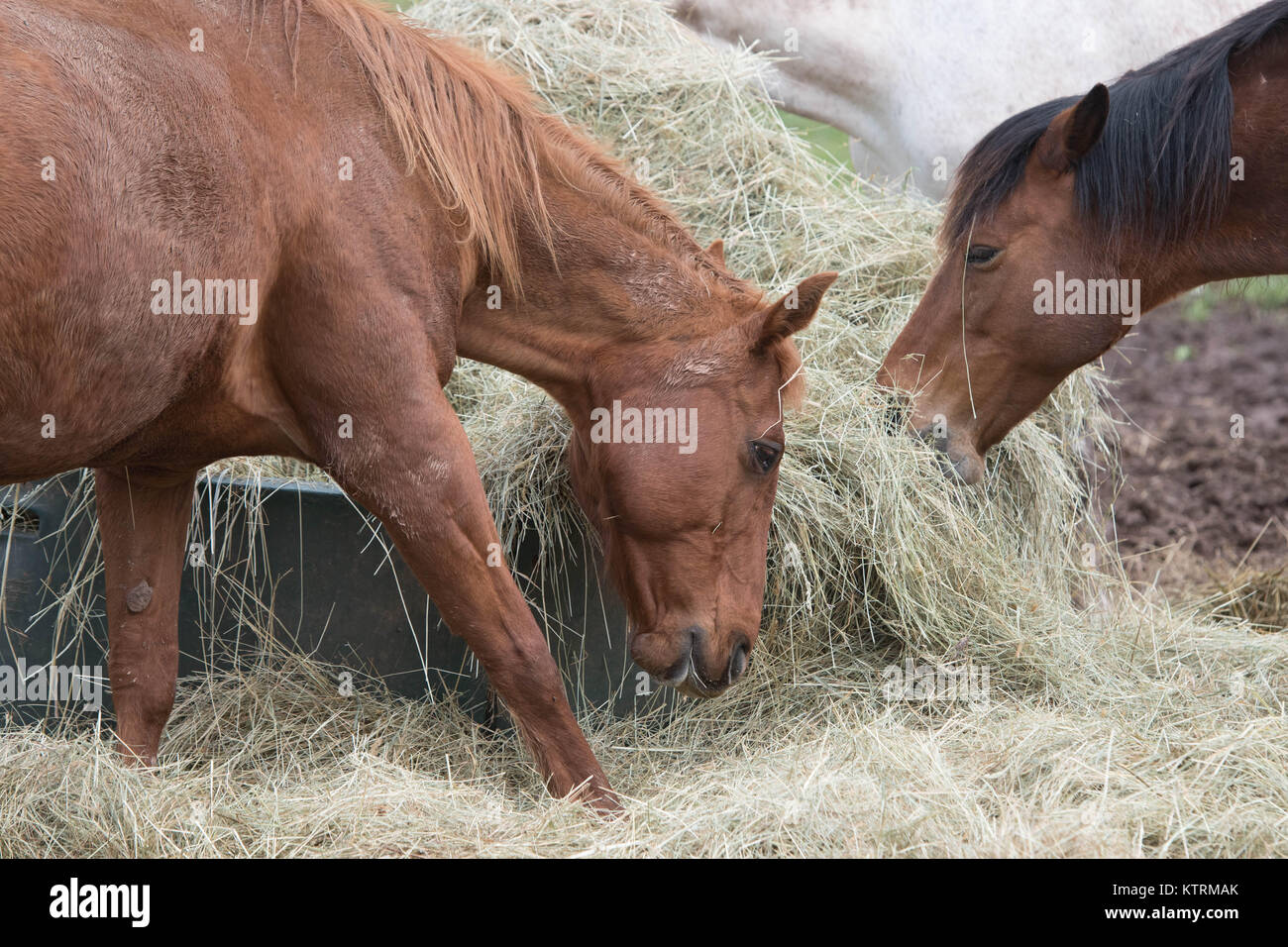 I cavalli si radunano per un pasto a Breezy colline stabile. Foto Stock