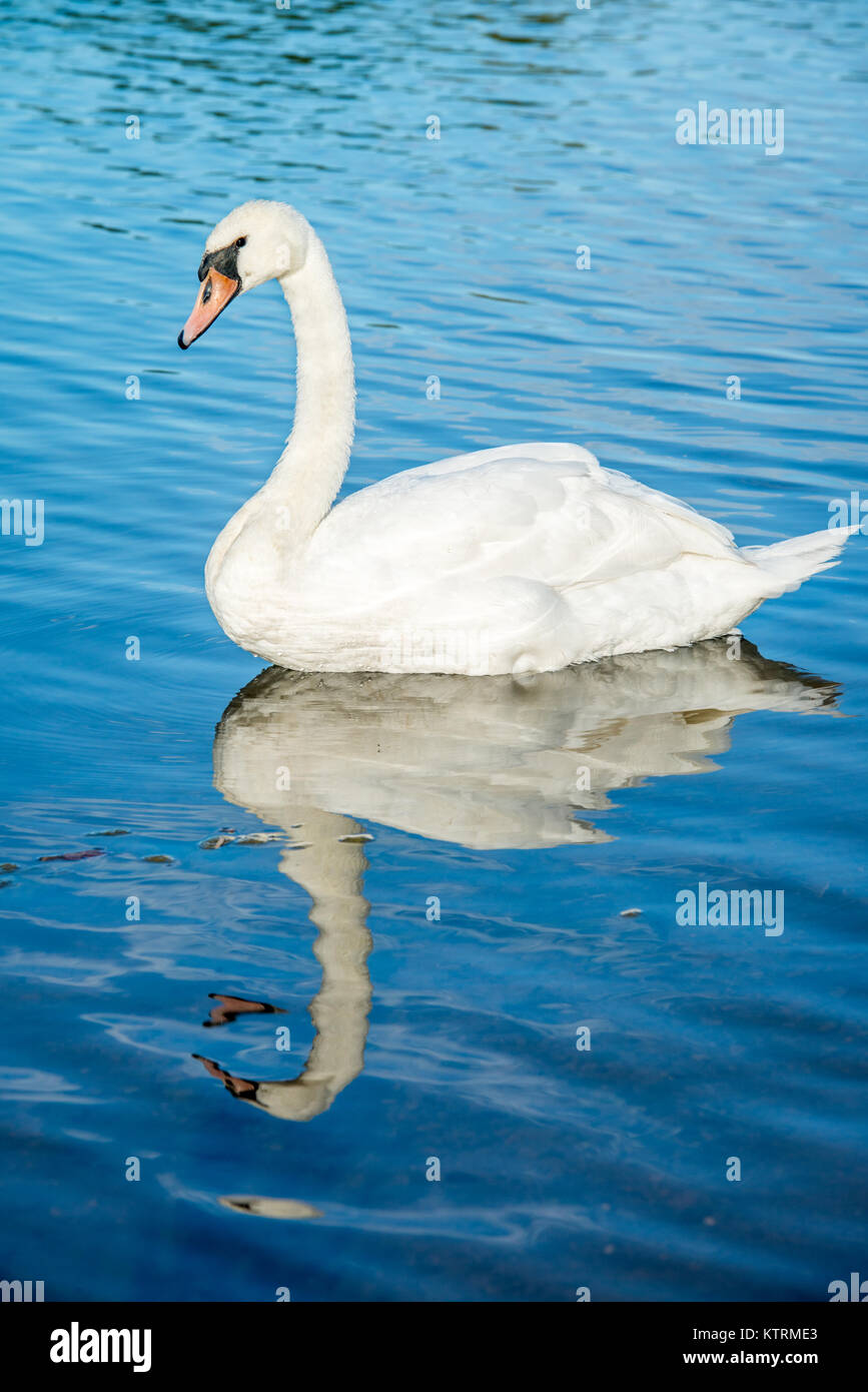 Grazioso swan nel lago con la riflessione, Kiplin Hall , Scorton, Richmond, North Yorkshire Foto Stock