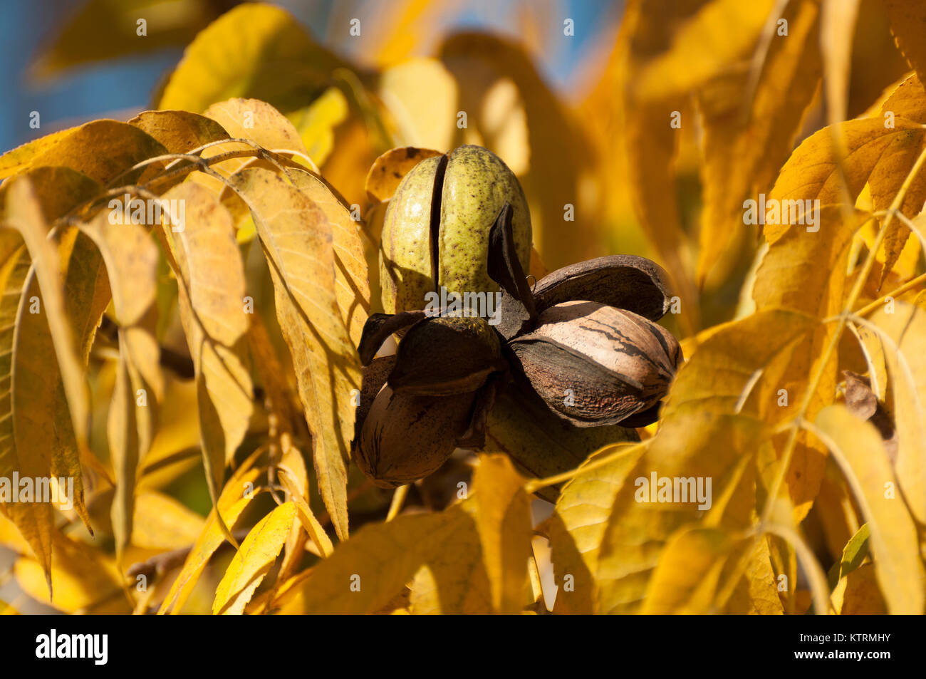 Le noci pecan dadi sulla struttura ad albero Foto Stock