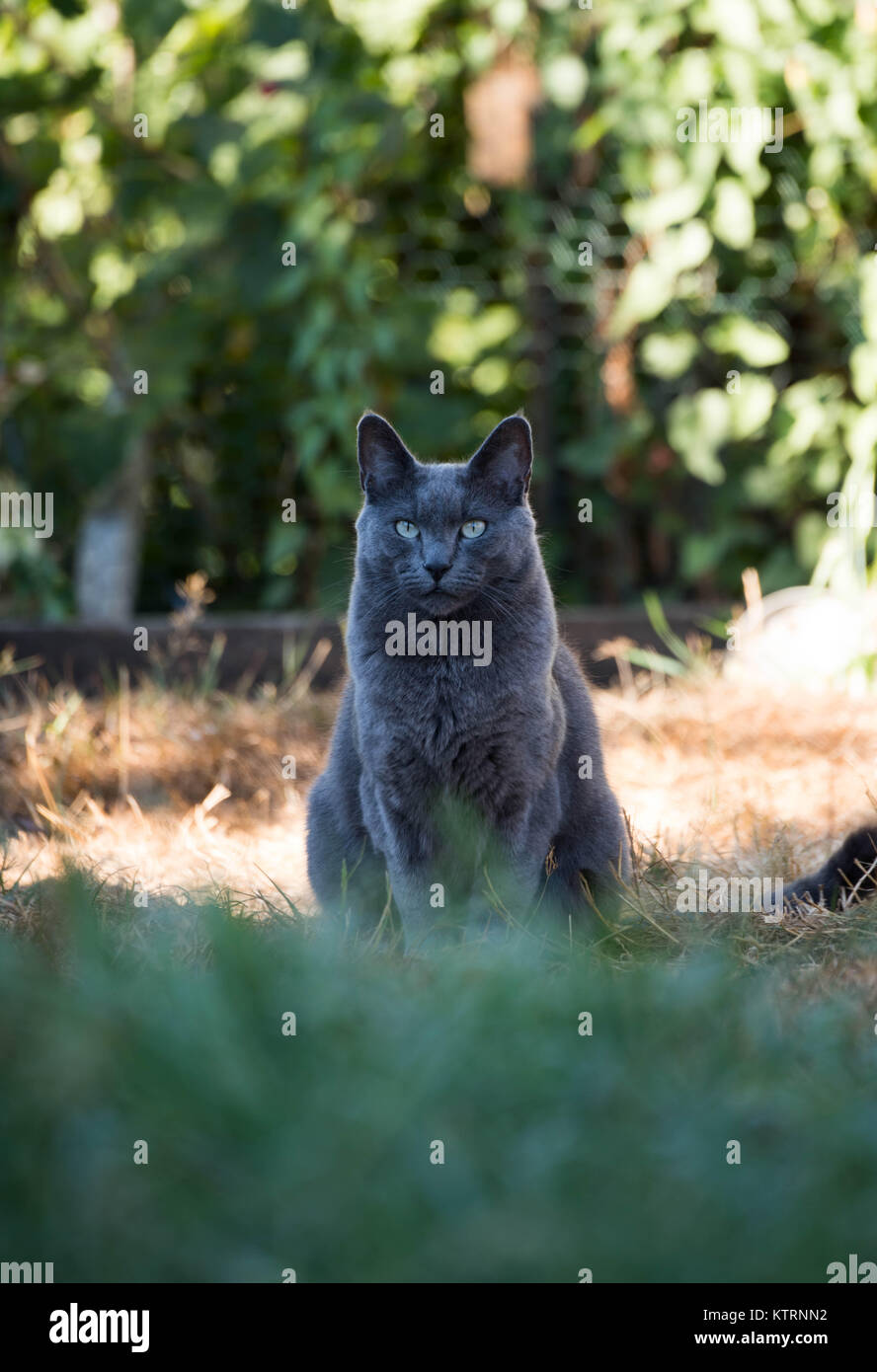 Gatto grigio al di fuori di relax su Sun guardando gli uccelli Foto Stock