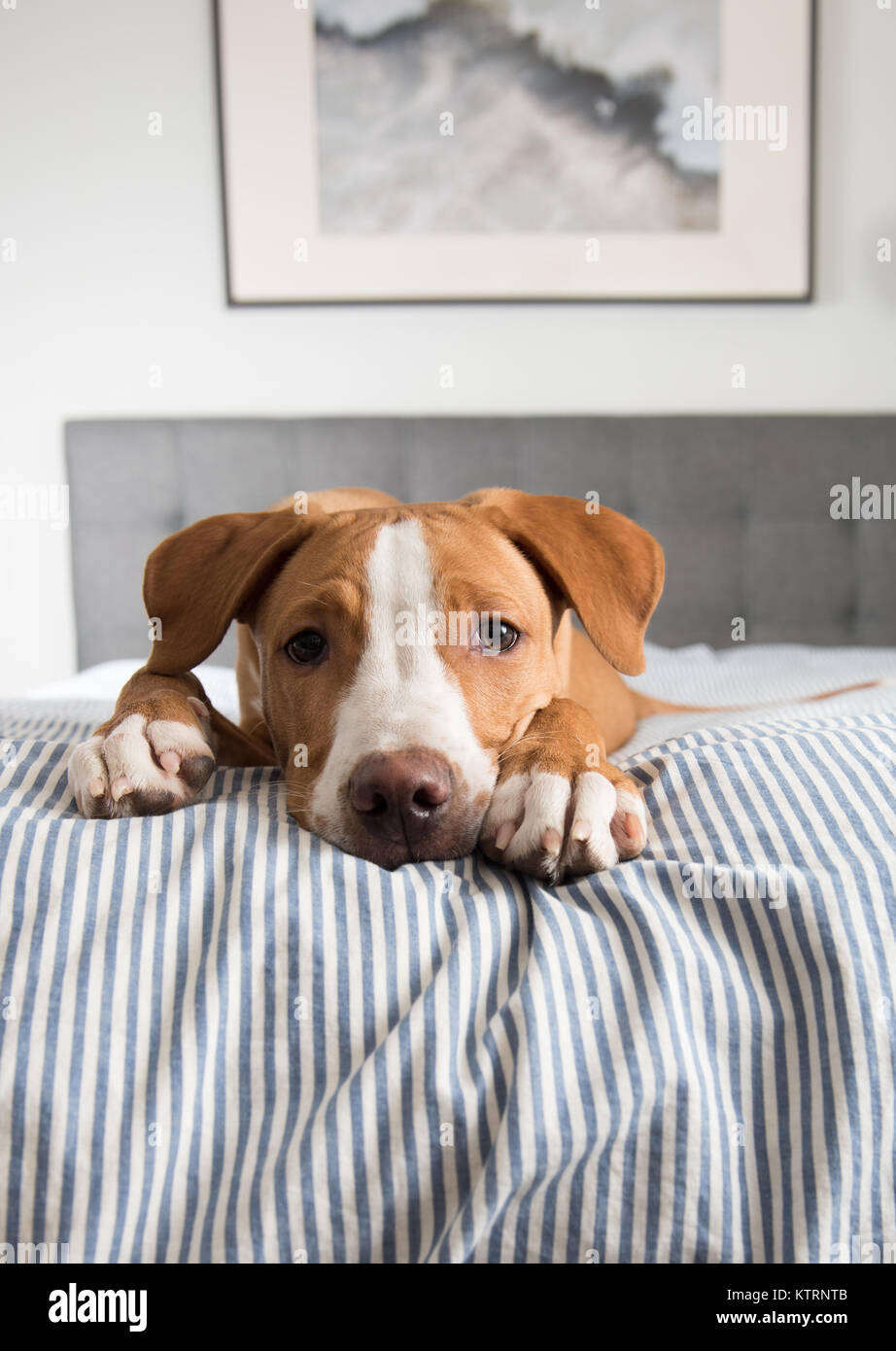 Giovane cane appendere fuori con minuscolo cucciolo grigio sul letto Foto Stock