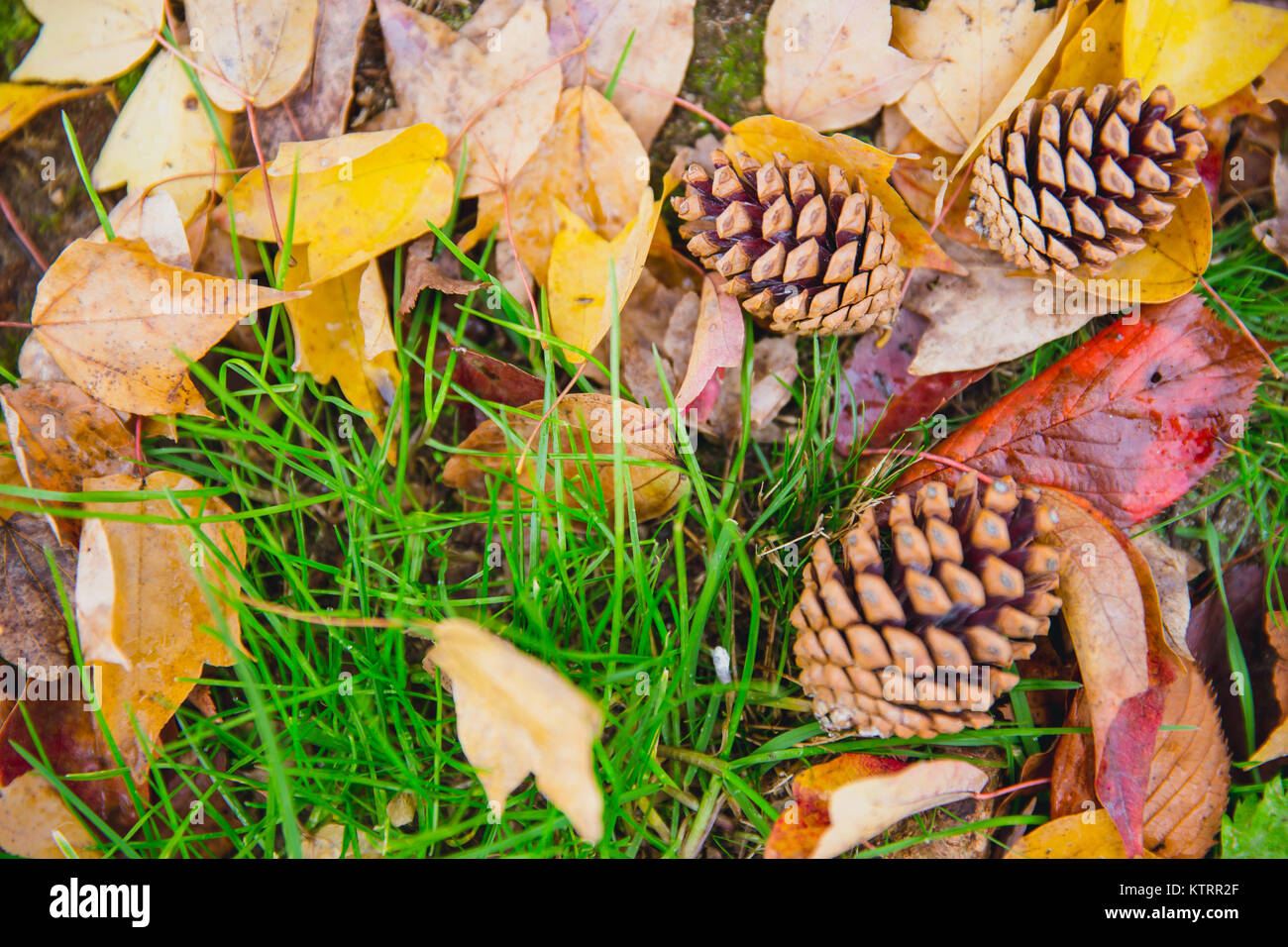 Bosco in autunno caduta stagione erba e foglie secche con pinoli natura dello sfondo. Foto Stock