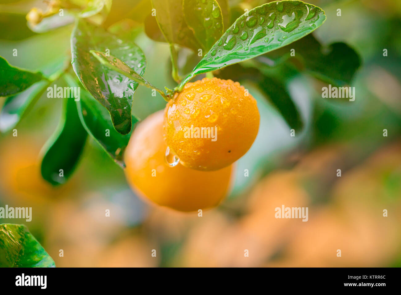 Kumquat marmellata di frutta di arancia fresco con gocce su albero Foto Stock