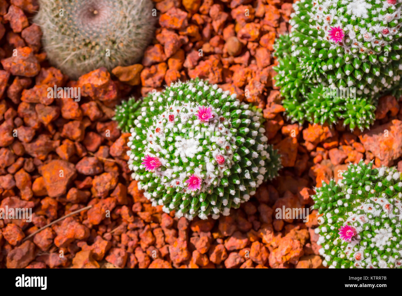 Cactus nel deserto della natura con fiore sharp thorn impianto su red rock terra arida Foto Stock