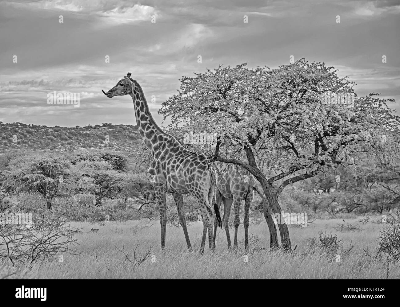 Una coppia di giraffe mangiare da un albero nel sud della savana africana Foto Stock