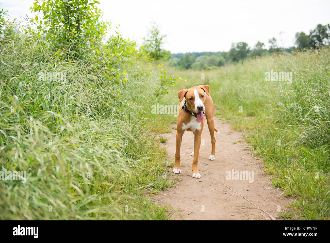 Giovane cane godendo acceso libero nei campi Foto Stock