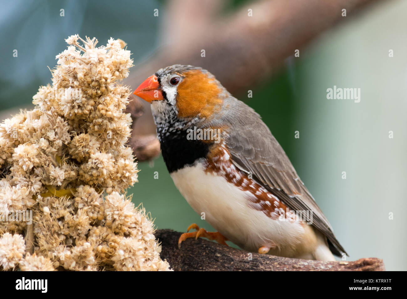 Una chiusura di una zebra finch bird mangiare semi Foto Stock