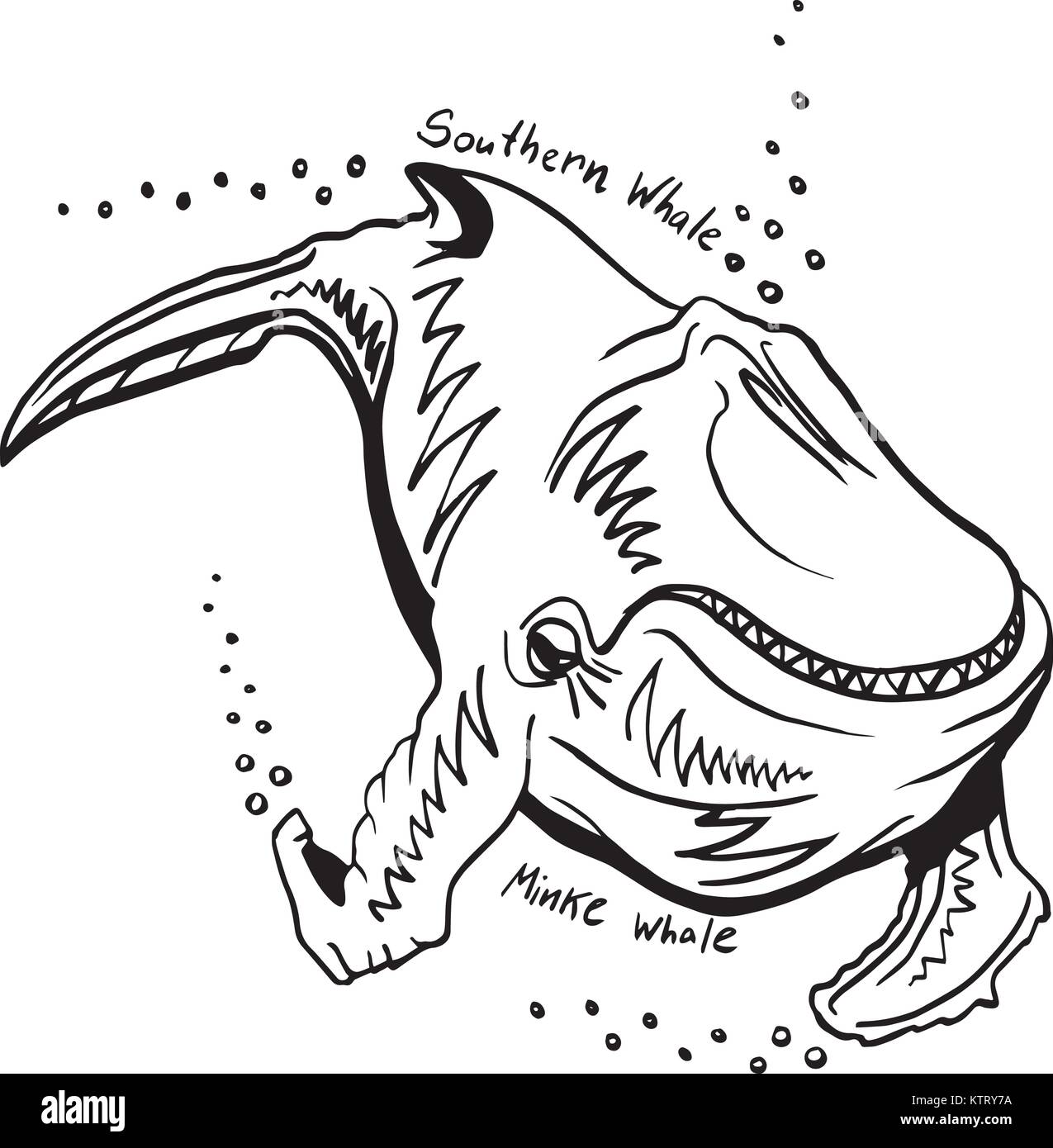Hand-Drawn Doodle del sud della balena. Illustrazione Vettoriale. Illustrazione Vettoriale