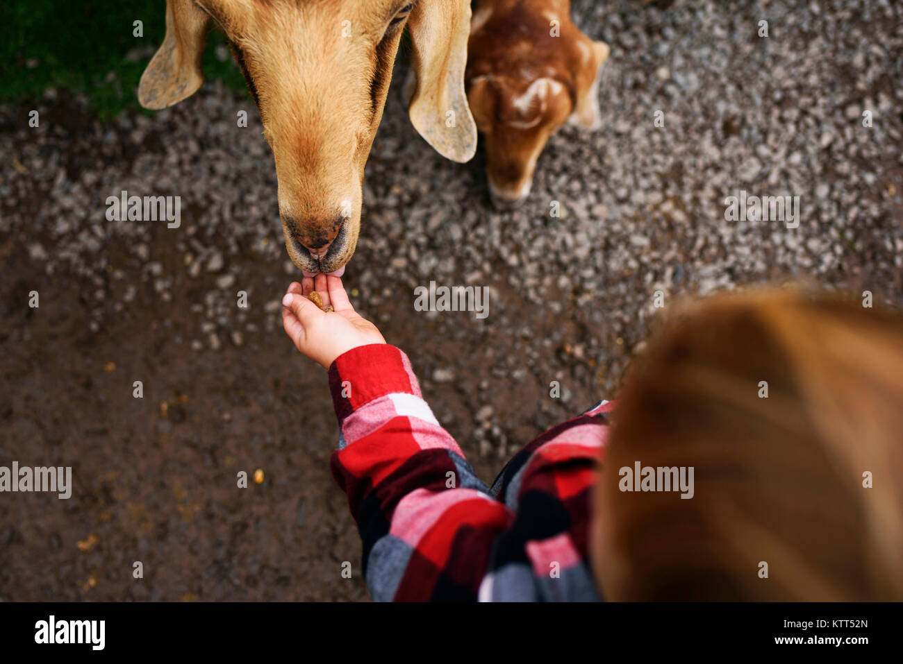 Ragazzo alimentando una capra Foto Stock
