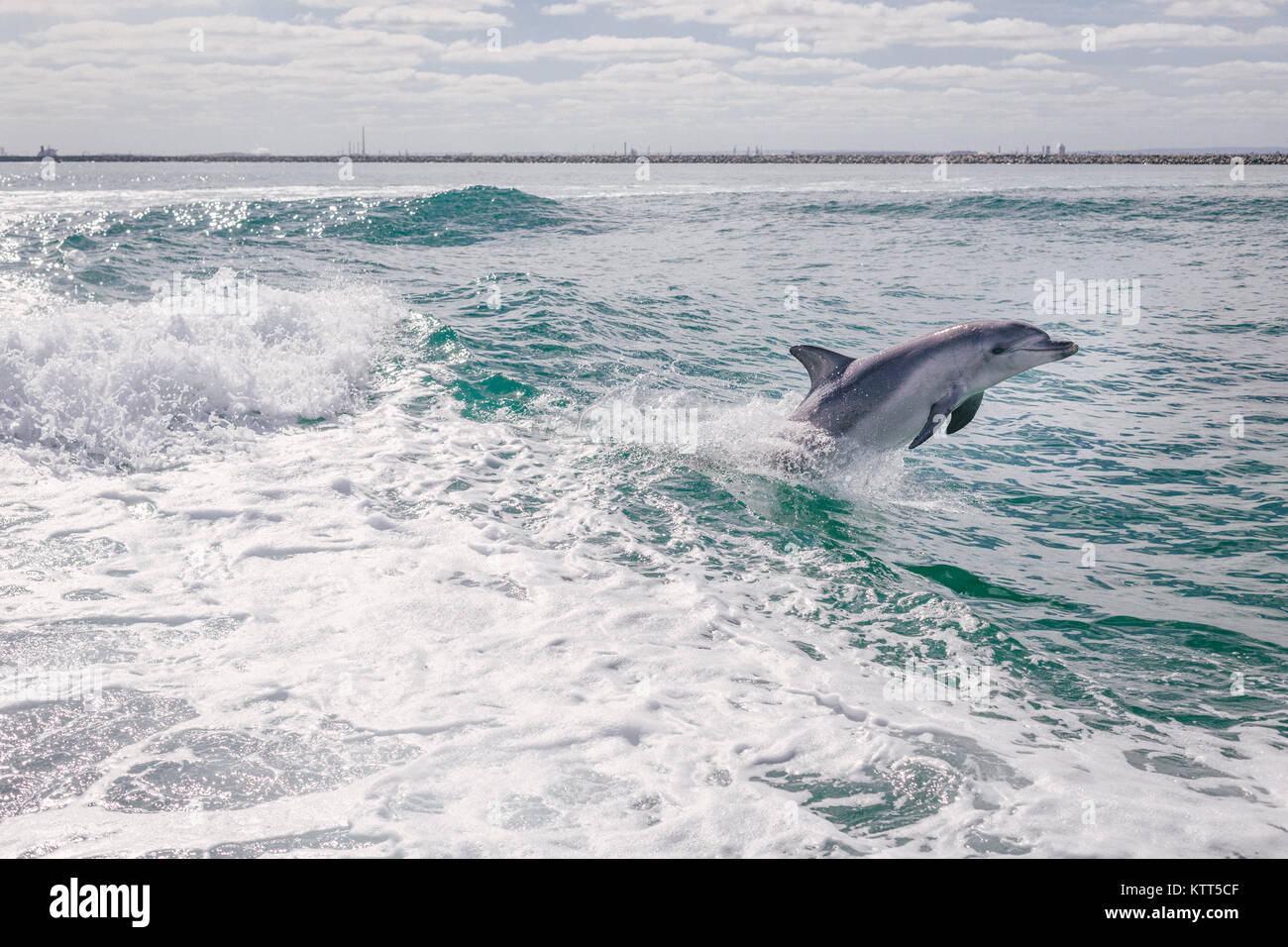 Delfino che salgono fuori dall'oceano, Australia Foto Stock