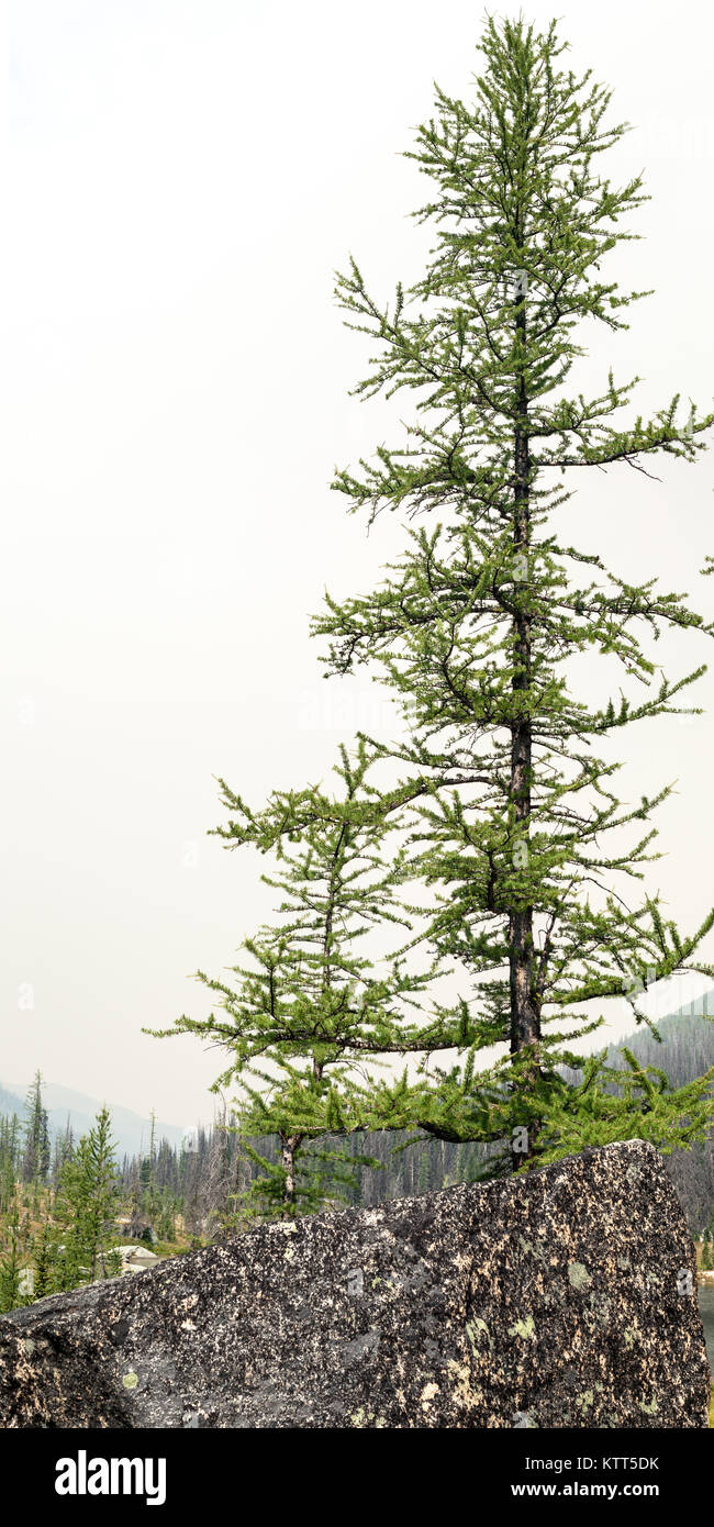 Primo piano di Larch Trees, Cathedral Parks, British Columbia, Canada Foto Stock