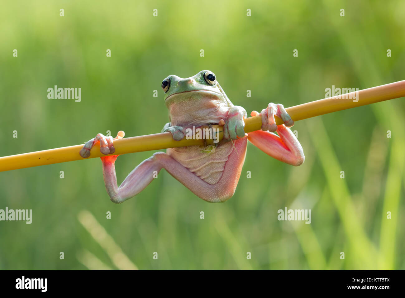 Rana verde su una filiale, Indonesia Foto Stock