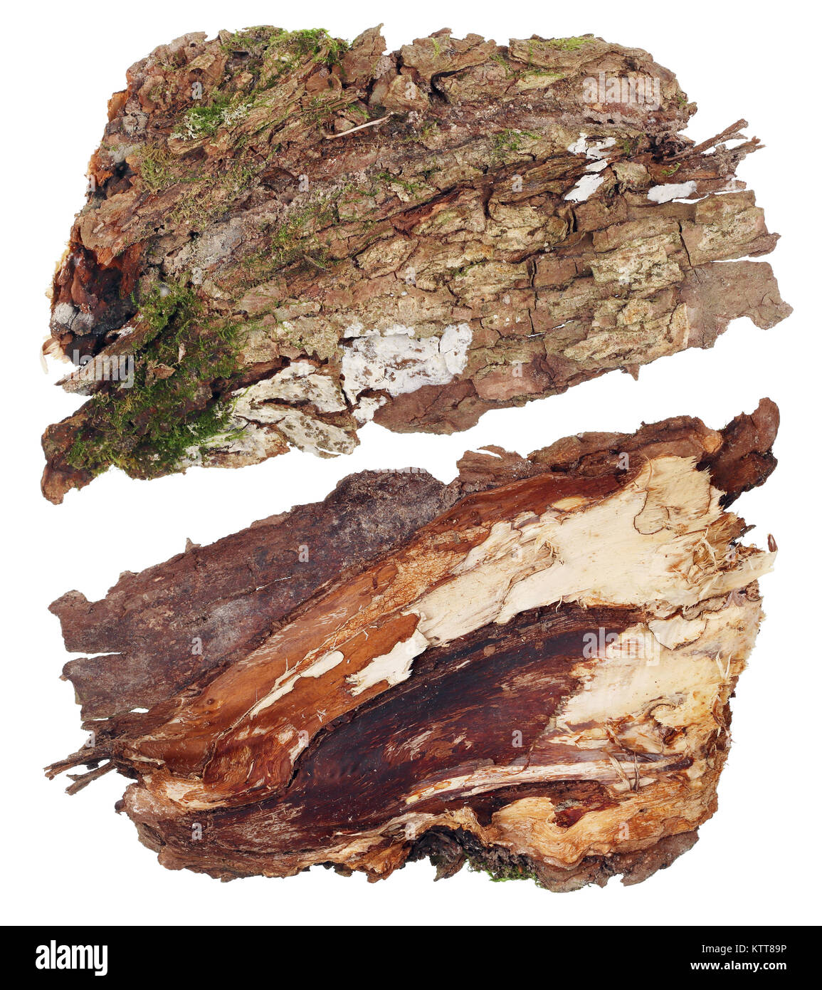 La parte superiore e una vista dal basso di un frammento del legno di quercia di corteccia di albero con una colonia di foresta crescente lichen. Isolato su bianco set di studio Foto Stock