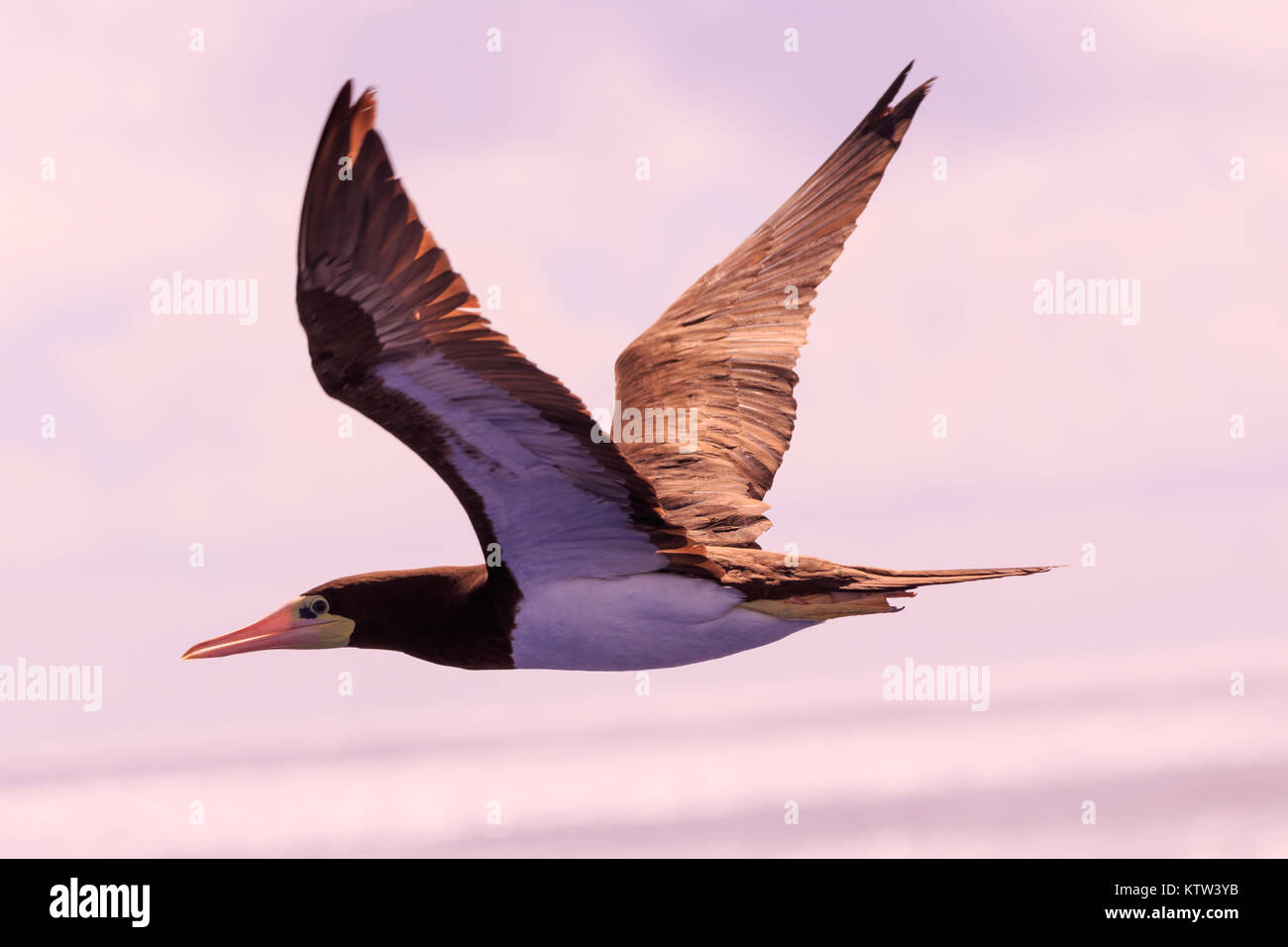 Un marrone Booby uccelli di mare battenti in qualche luogo sopra l'Oceano Atlantico 2017 Foto Stock