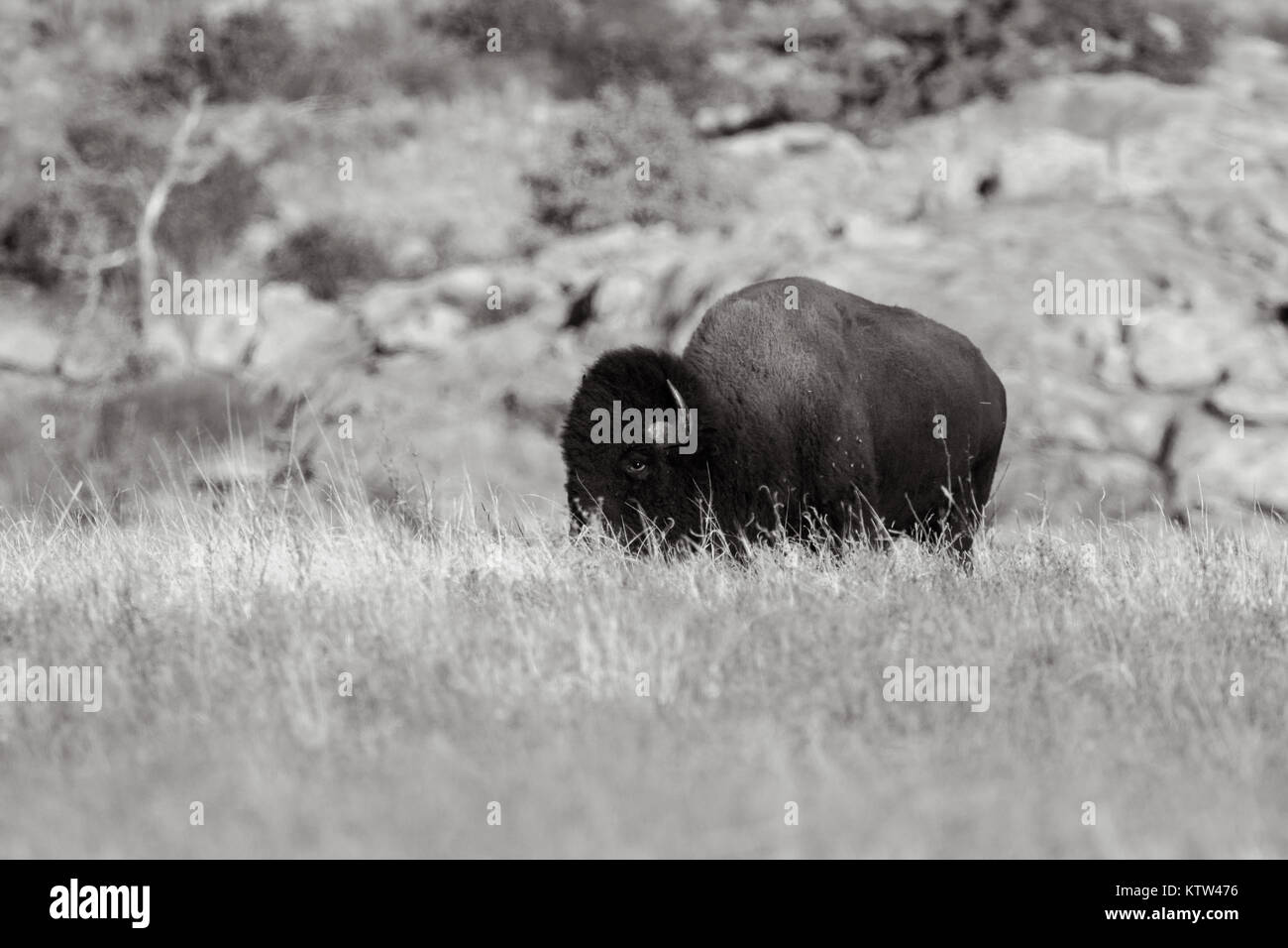 Il bisonte americano è stata ristabilita a Wichita Mountains National Wildlife Refuge situato in Indiahoma, Oklahoma dove adesso prosperare e Foto Stock