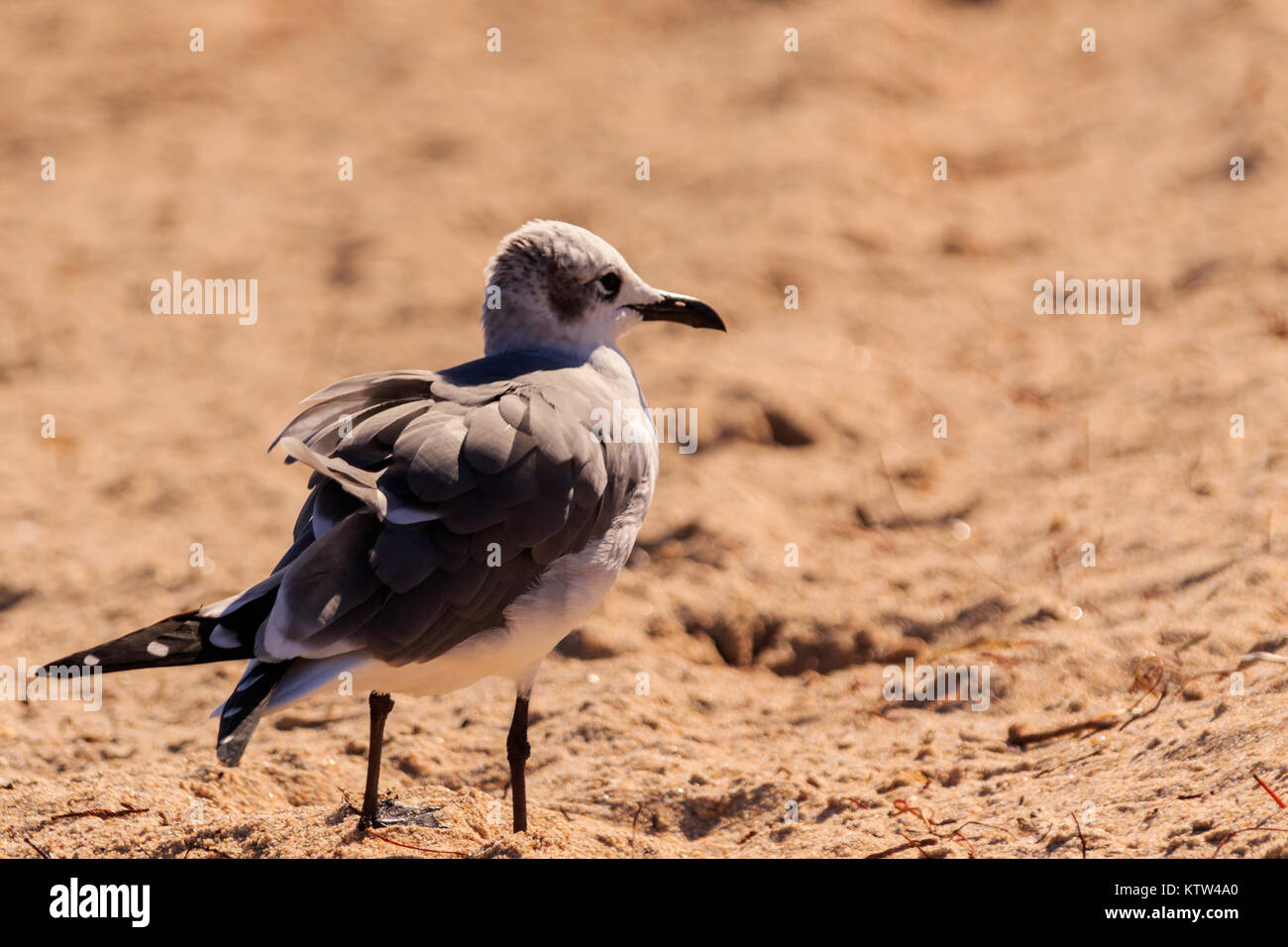 Sea Gull passeggiando per la spiaggia di Ft. Lauderdale Florida 2017 Foto Stock