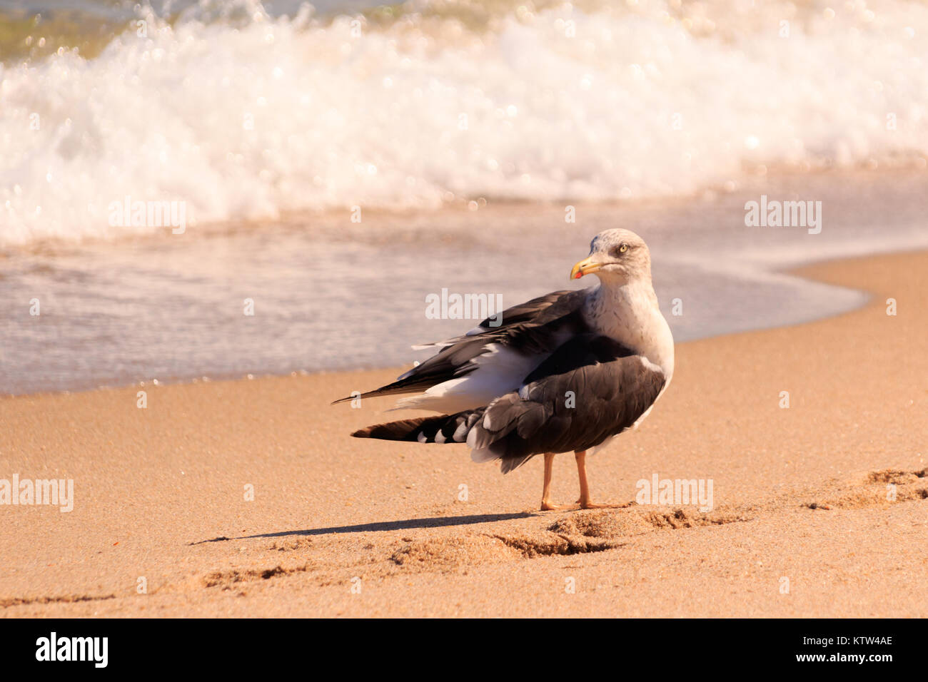 Sea Gull passeggiando per la spiaggia di Ft. Lauderdale Florida 2017 Foto Stock