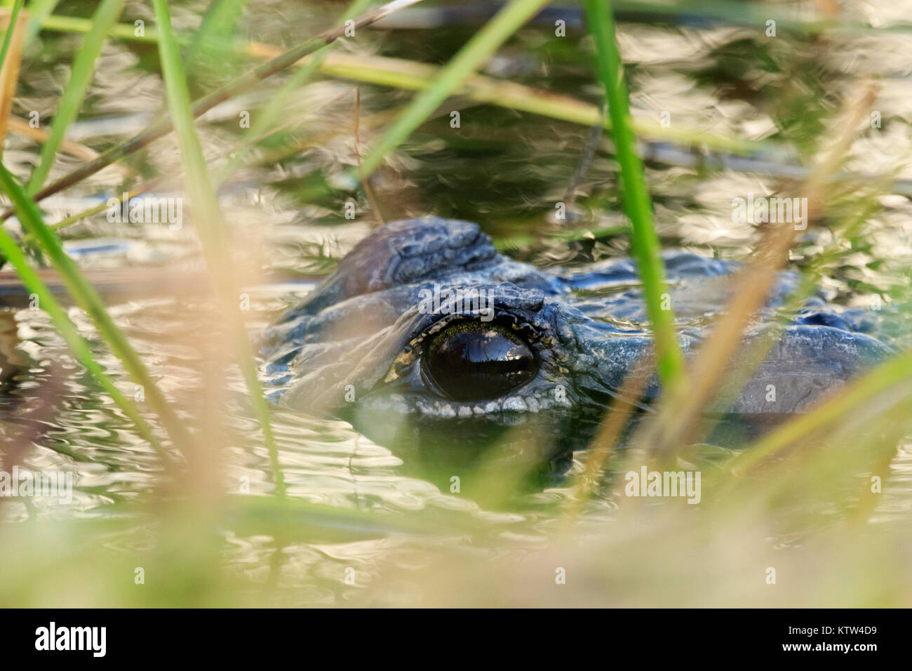 Un coccodrillo americano creeping attraverso la zizzania della palude in Everglades National Park si trova in Florida 2017 Foto Stock