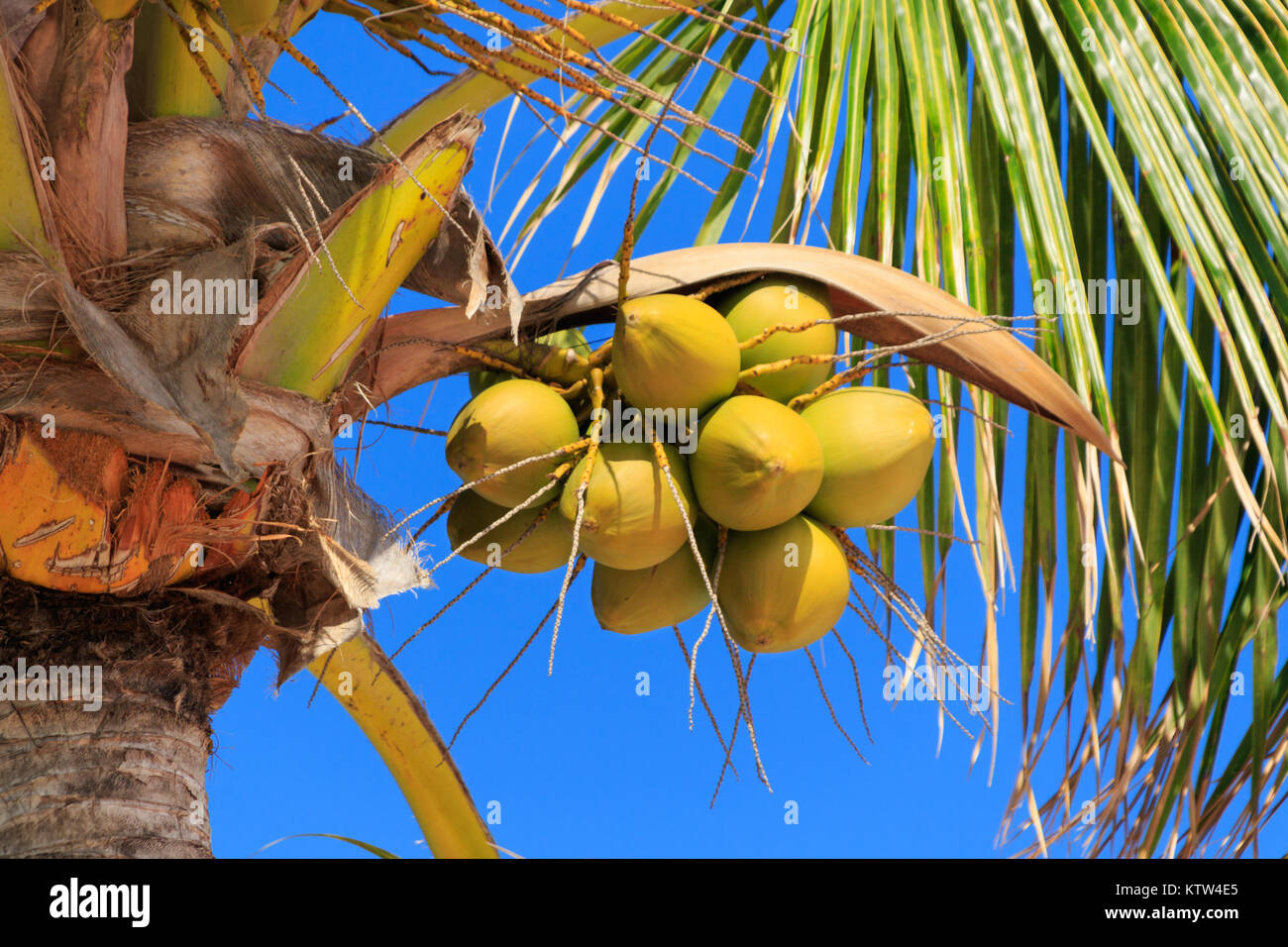 Alcune nazioni unite-mature Noci di cocco che cresce su un albero di Palma in Bahamas 2017 Foto Stock