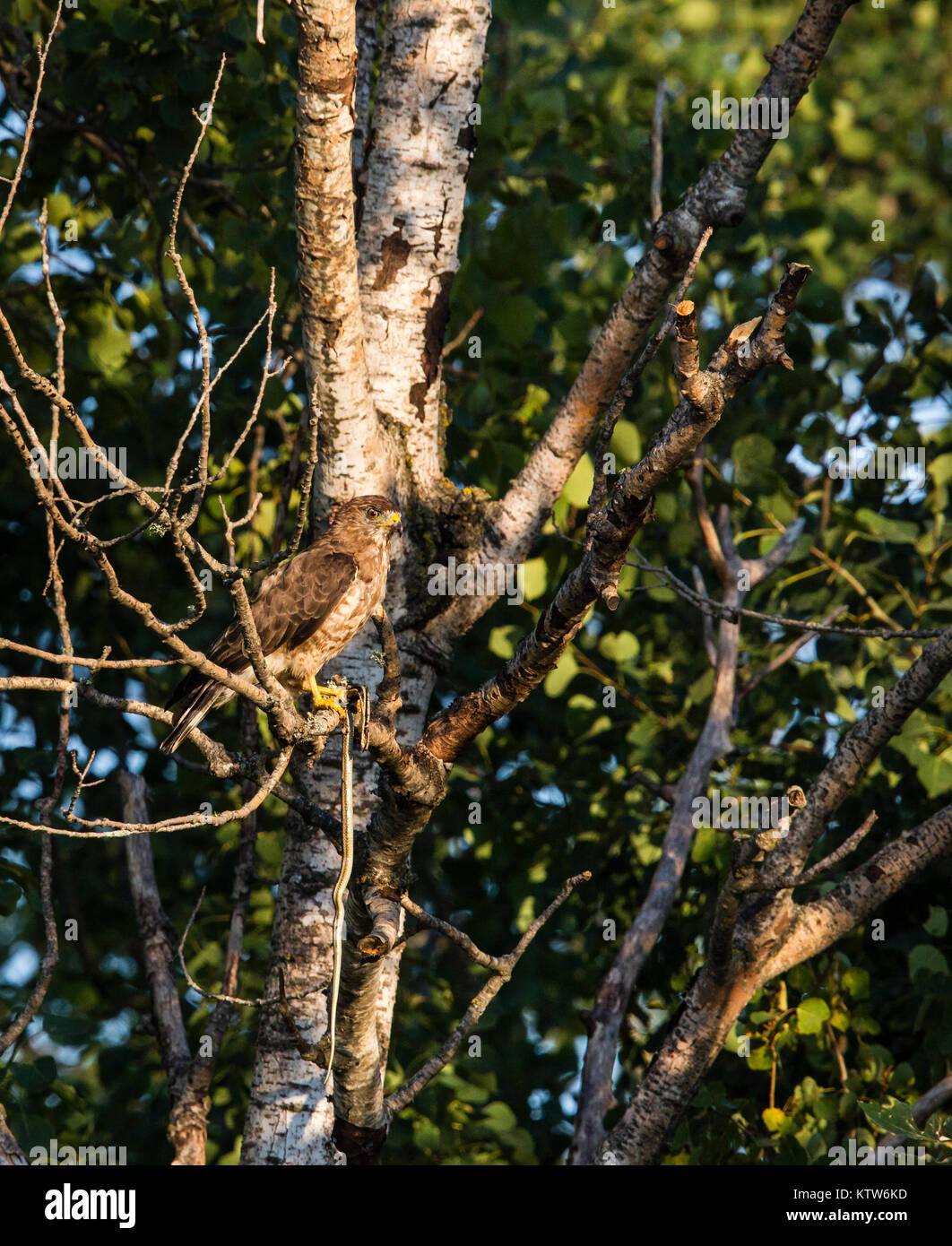 Falco ad alette larghe che regge un serpente Foto Stock