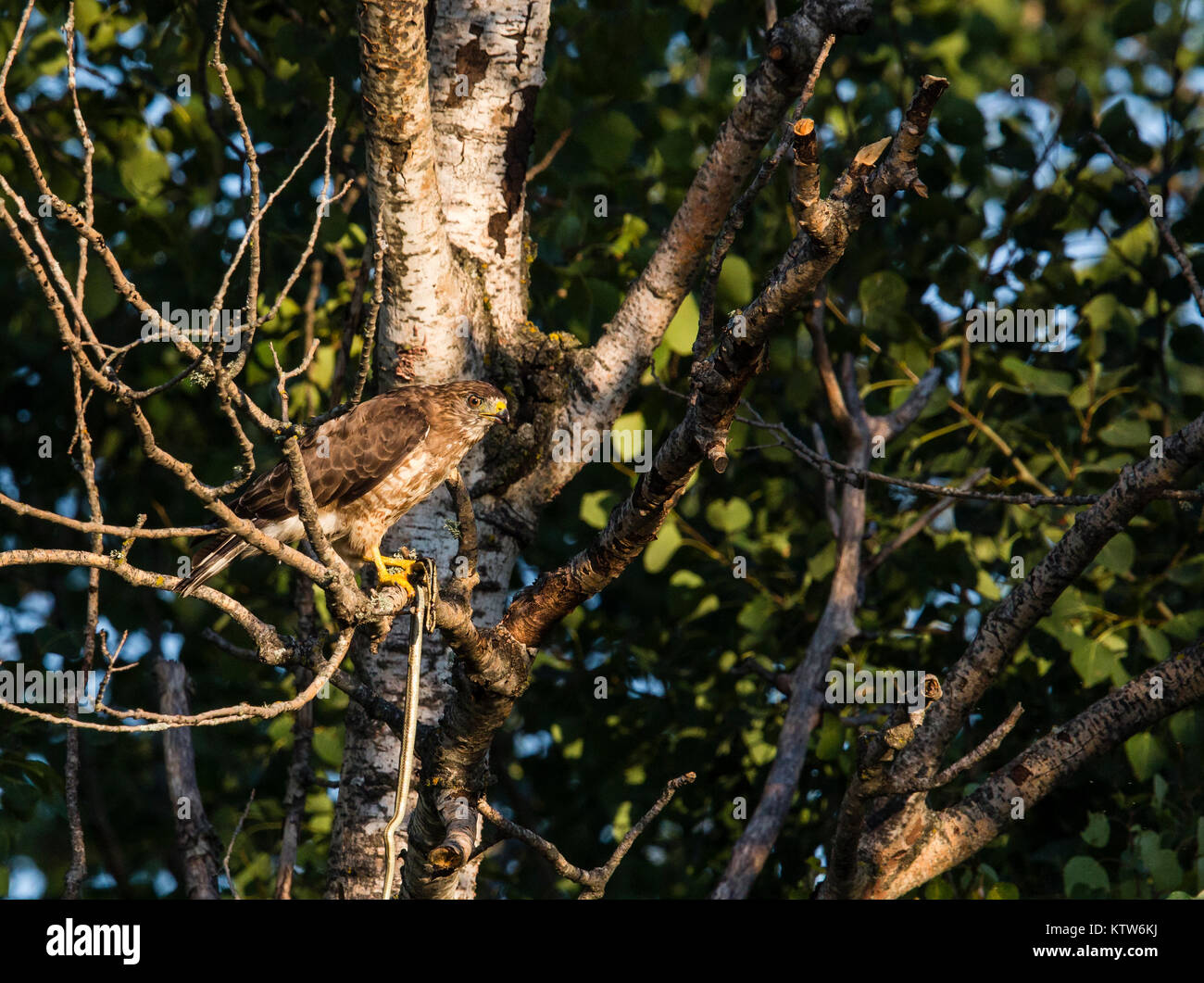 Falco ad alette larghe che regge un serpente Foto Stock