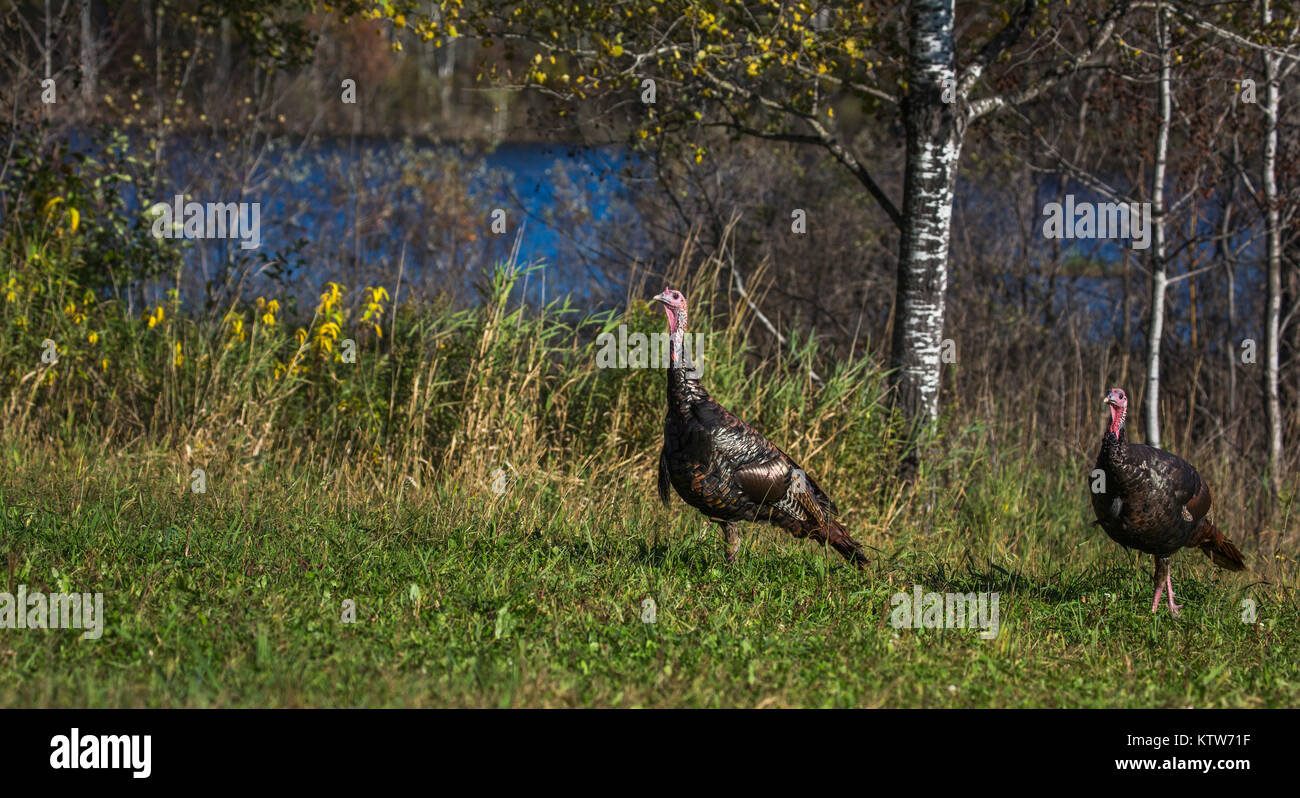 Eastern Wild Turchia in Wisconsin settentrionale. Foto Stock