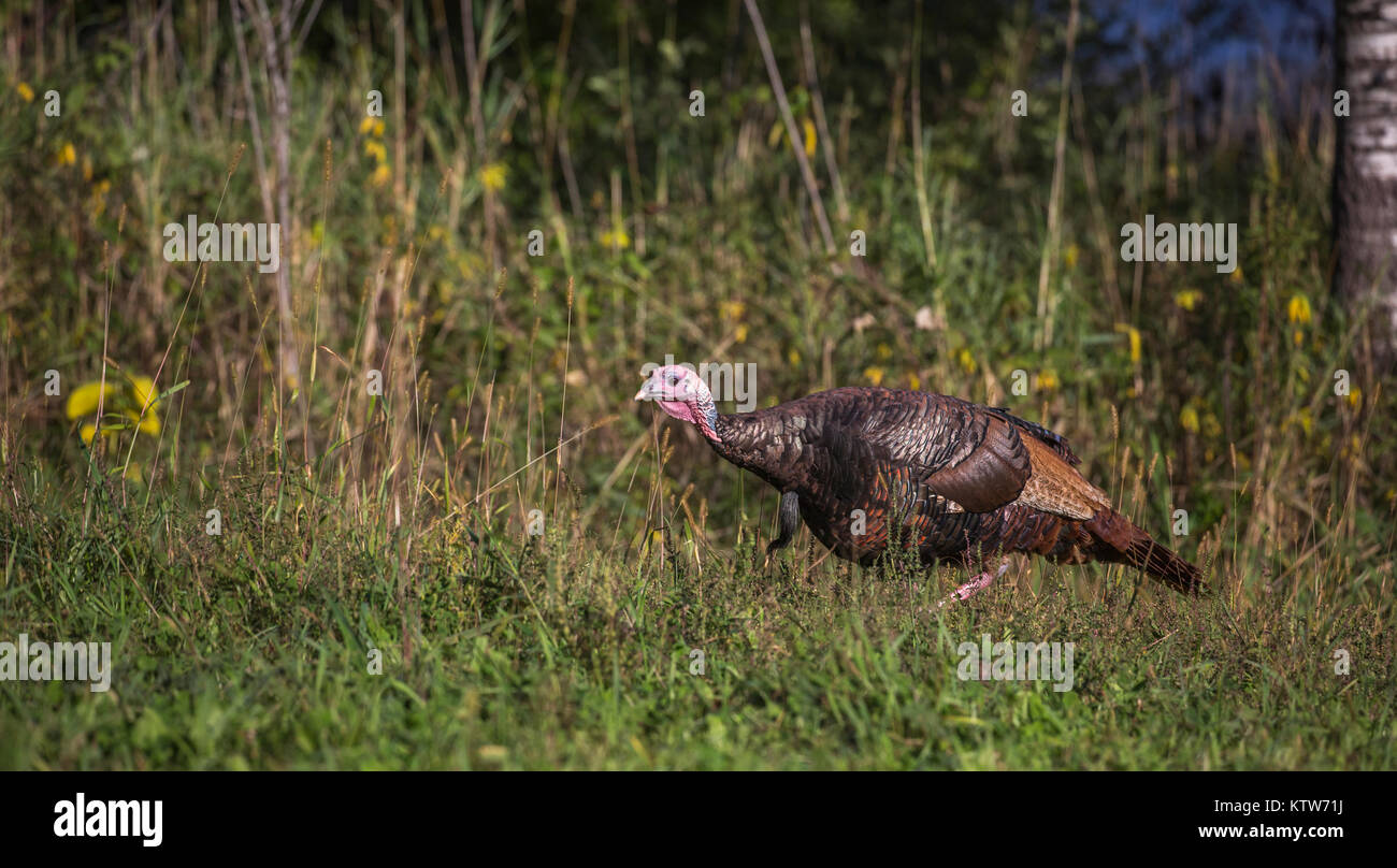 Eastern Wild Turchia in Wisconsin settentrionale. Foto Stock