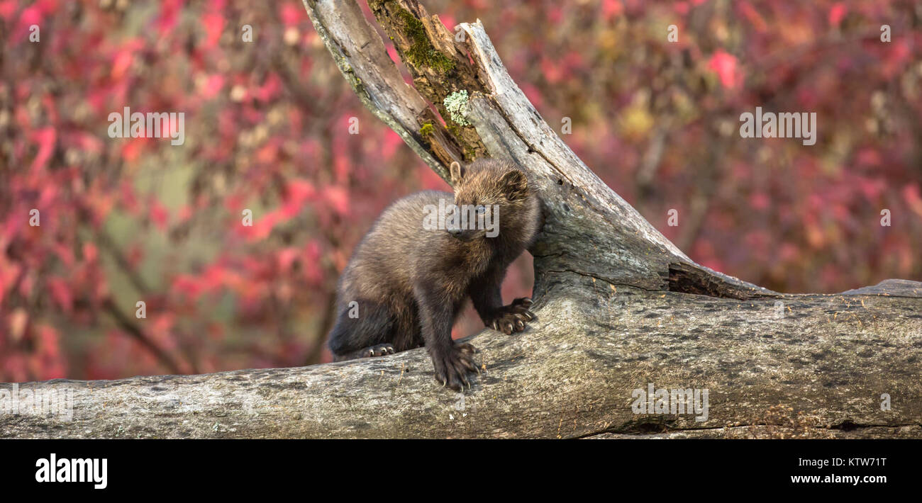 Fisher su un registro nel nord del Minnesota. Foto Stock