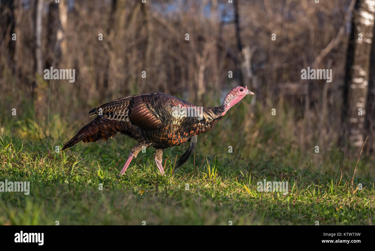 Selvatica orientale a piedi attraverso un Wisconsin settentrionale campo. Foto Stock