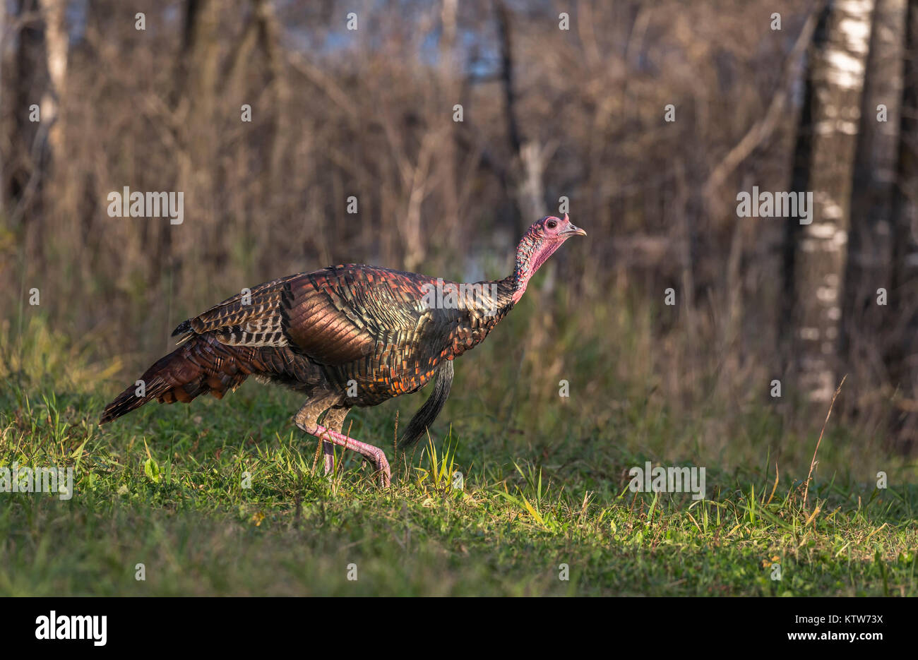 Eastern Wild Turchia camminando in Wisconsin settentrionale campo. Foto Stock