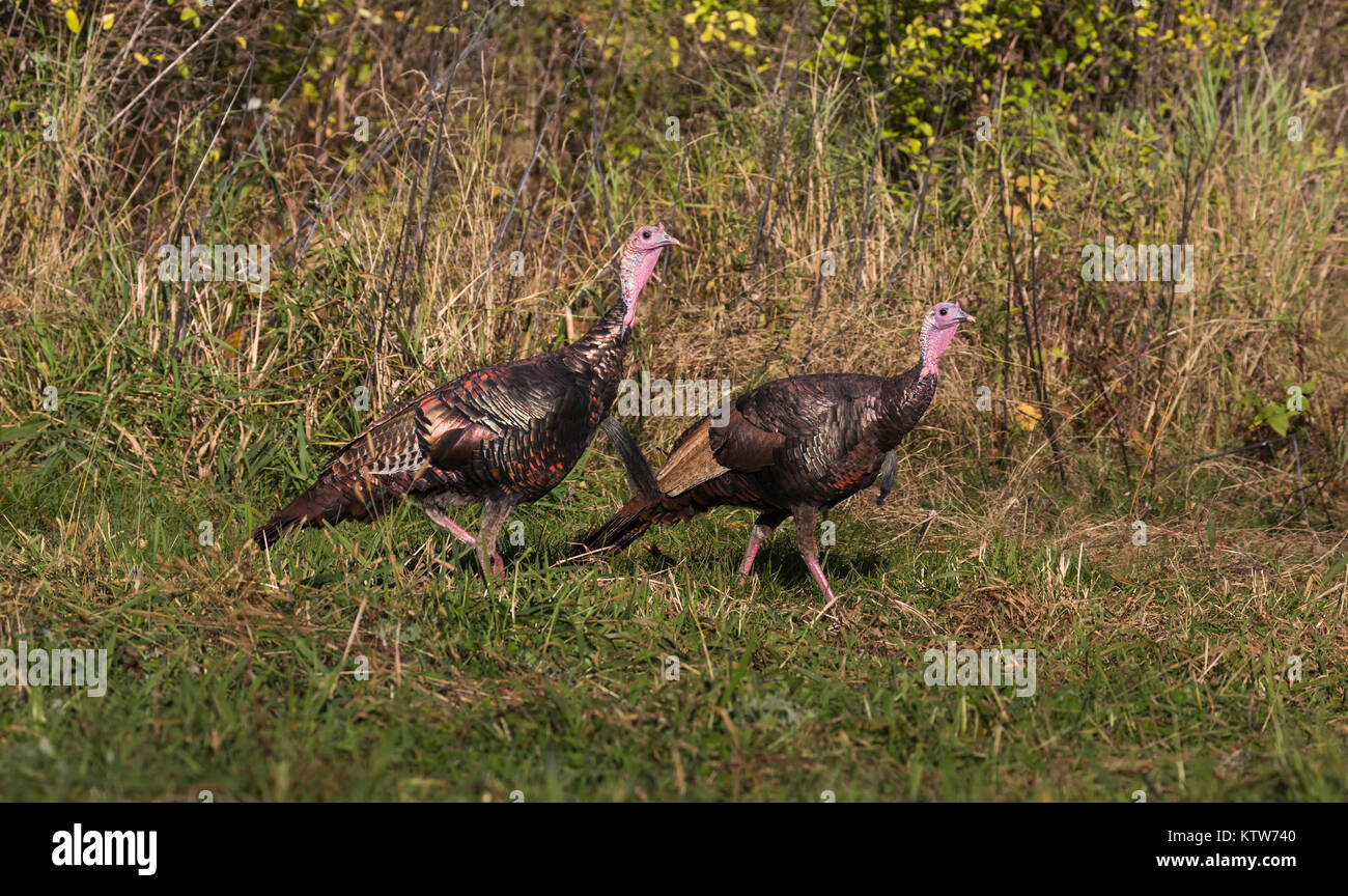 Due orientale tacchini selvatici wallking in un campo d'autunno. Foto Stock