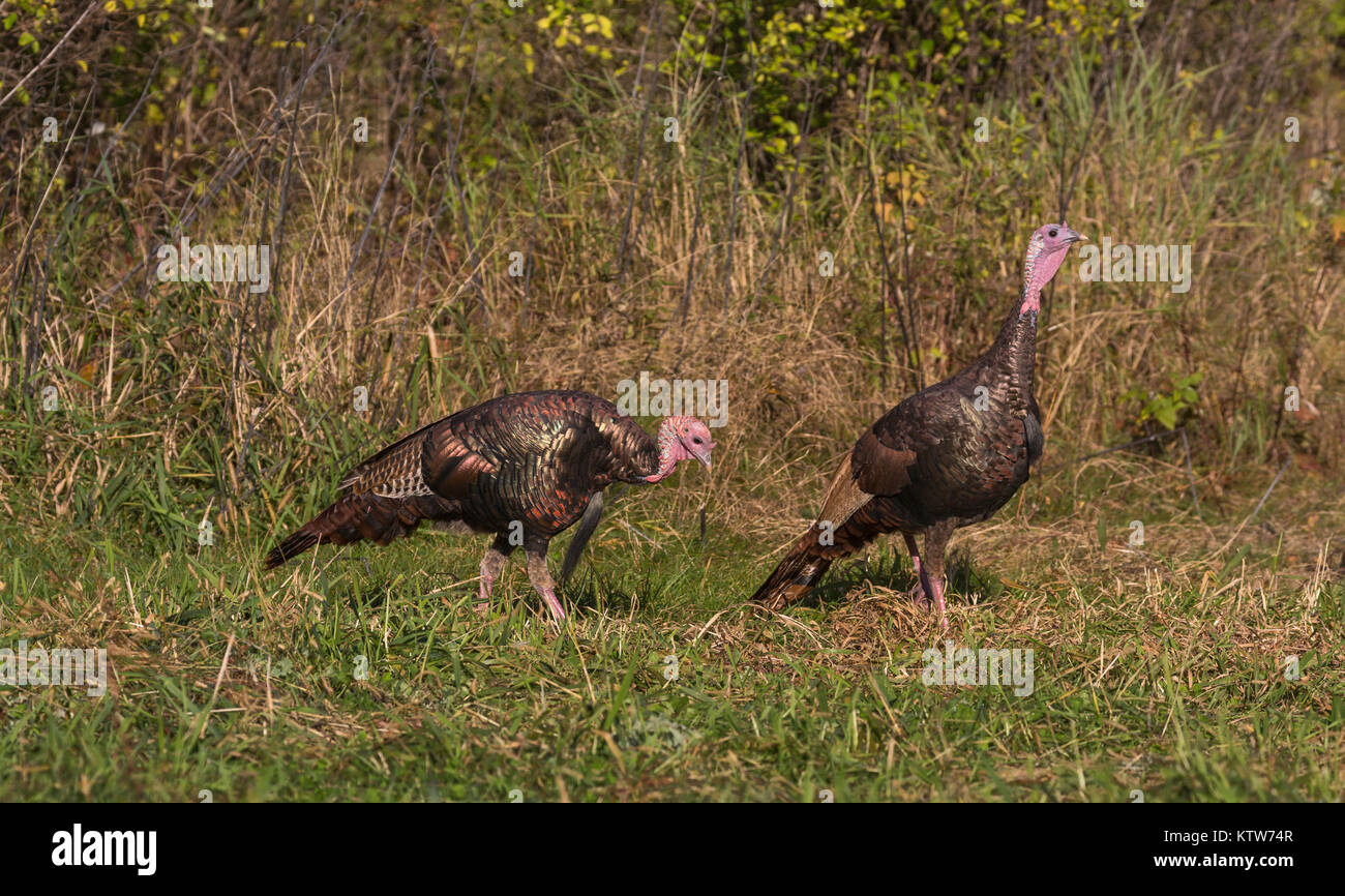 Due orientale tacchini selvatici alimentazione in Wisconsin settentrionale campo. Foto Stock