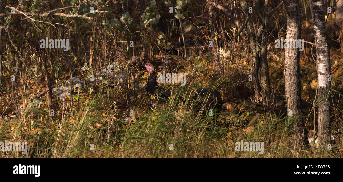 La luce del sole che espone una Wild Turchia nascoste in Wisconsin settentrionale boscoso. Foto Stock