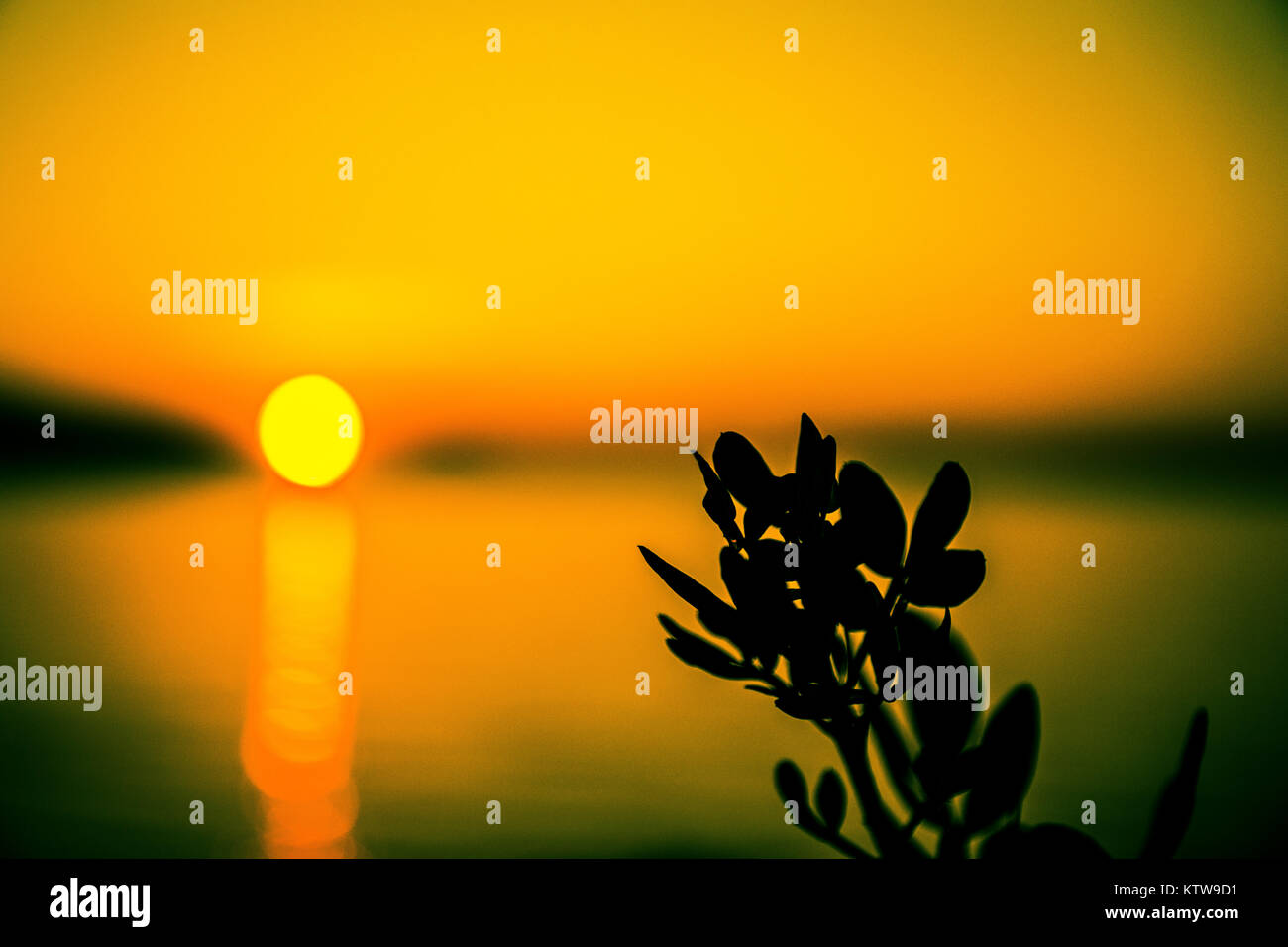 Incredibile sfondo astratto. Bellissimo tramonto astratto colori da qualche parte in Croazia. Pianta selvatica come soggetto principale. Foto Stock