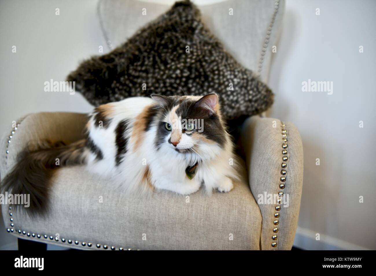 Gatta Calico posa sulla sedia Foto Stock