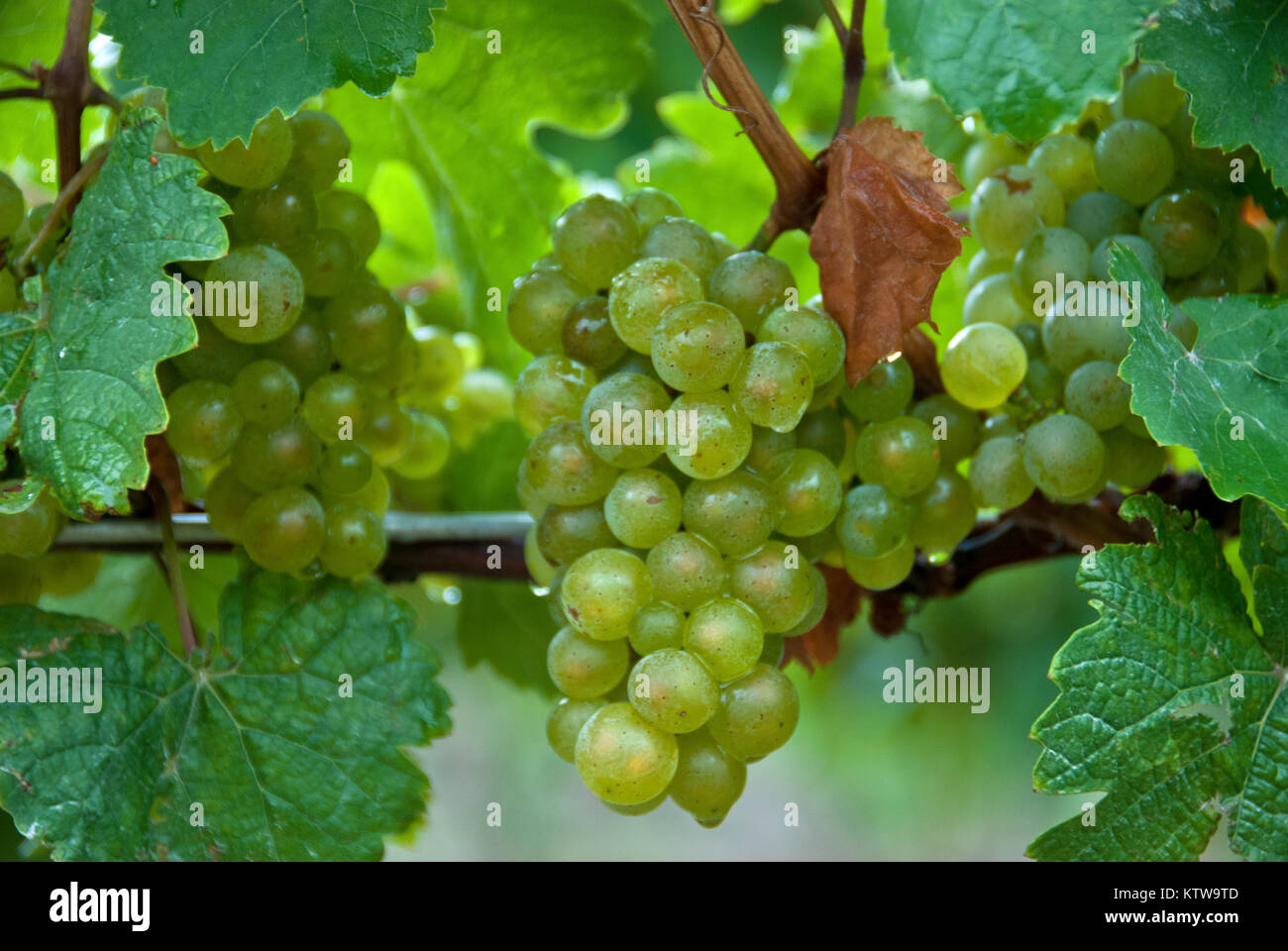 Riesling Foto Stock